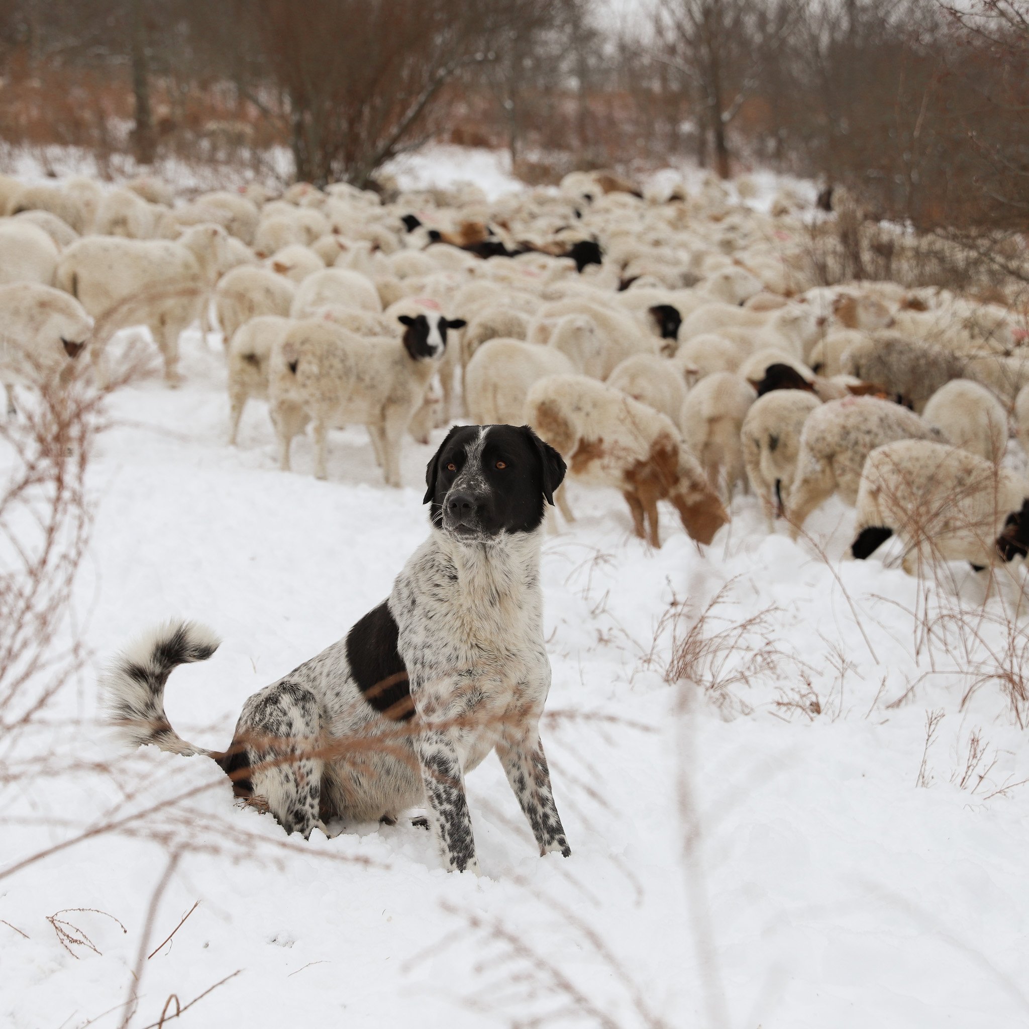 livestock sales — Crossroads Land + Livestock