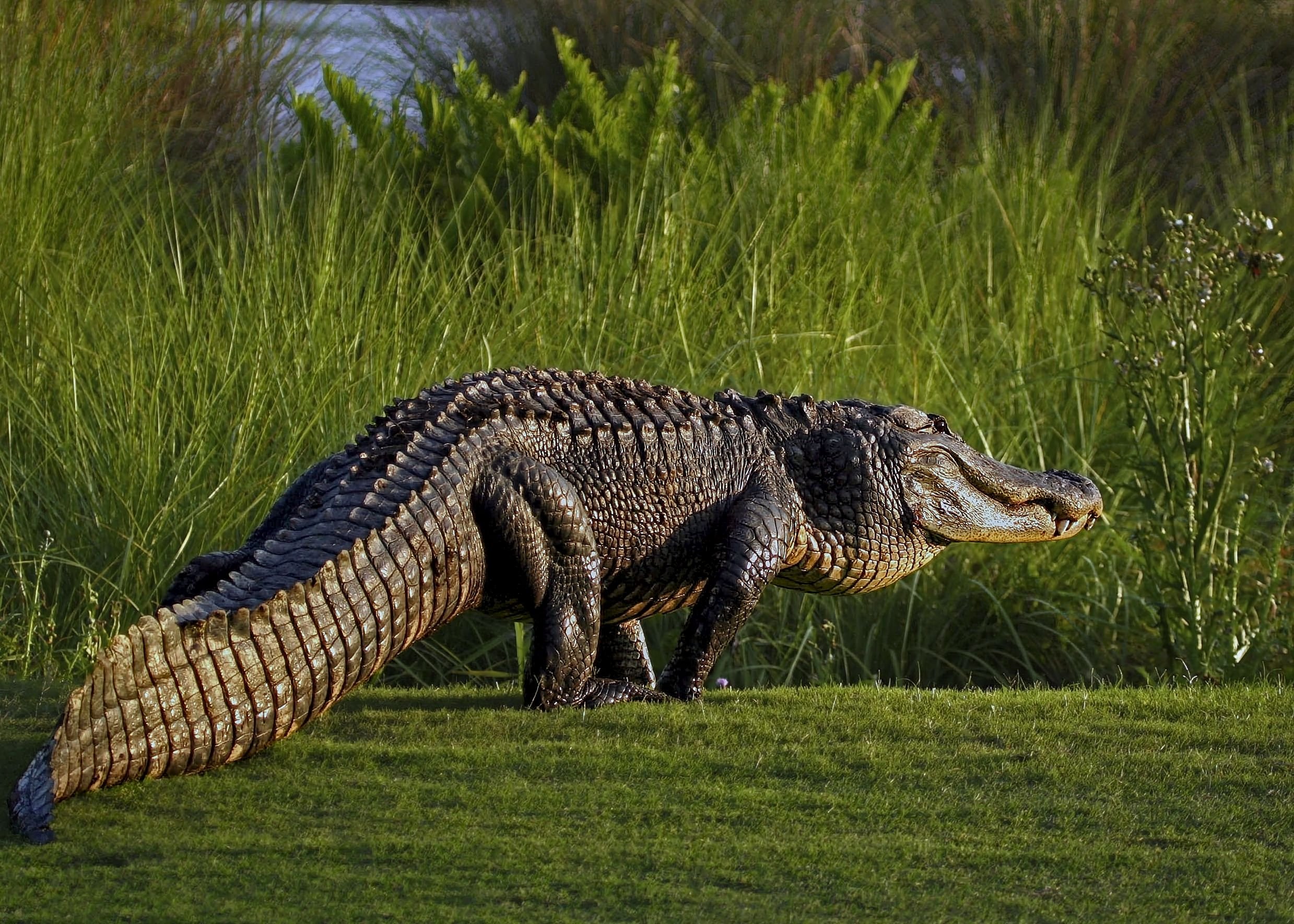 American Alligator