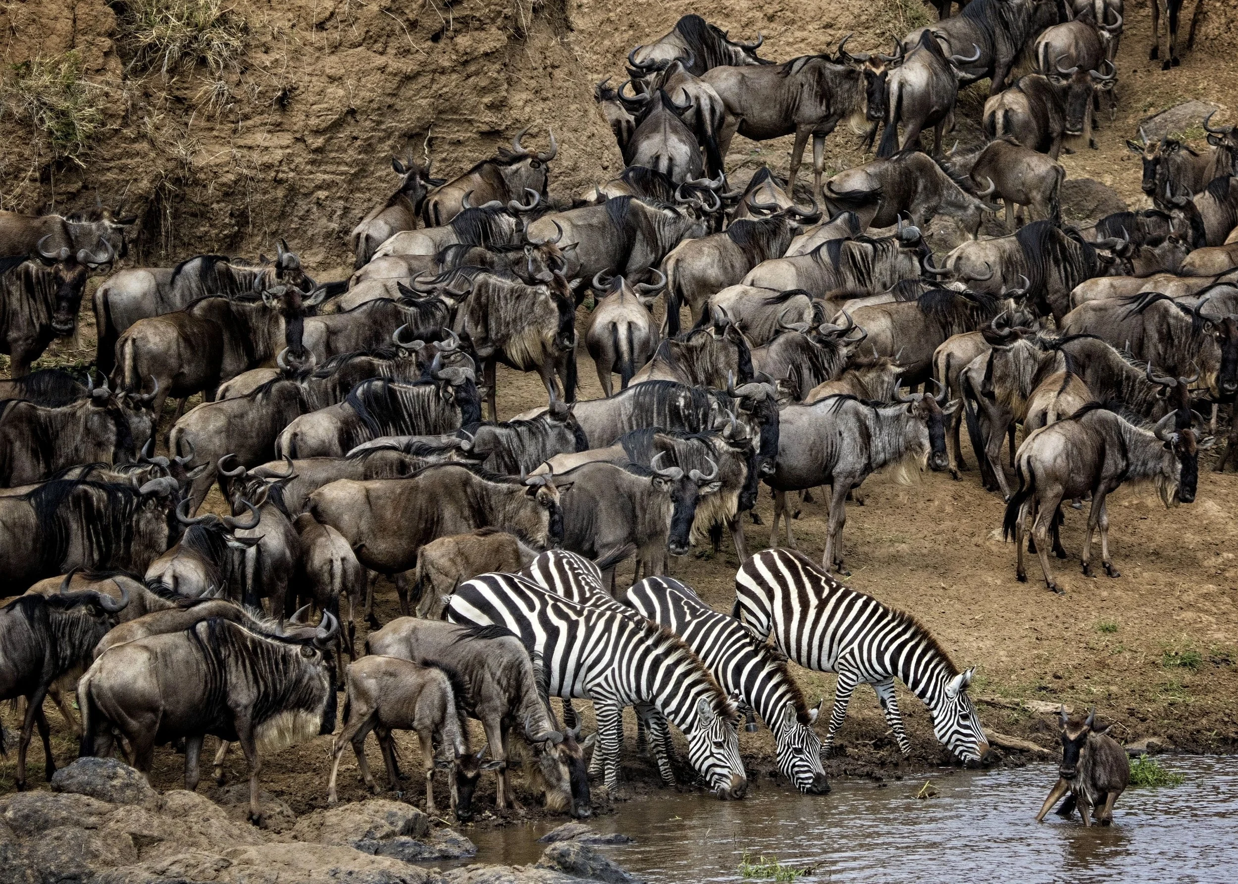 Zebra & Wildebeest