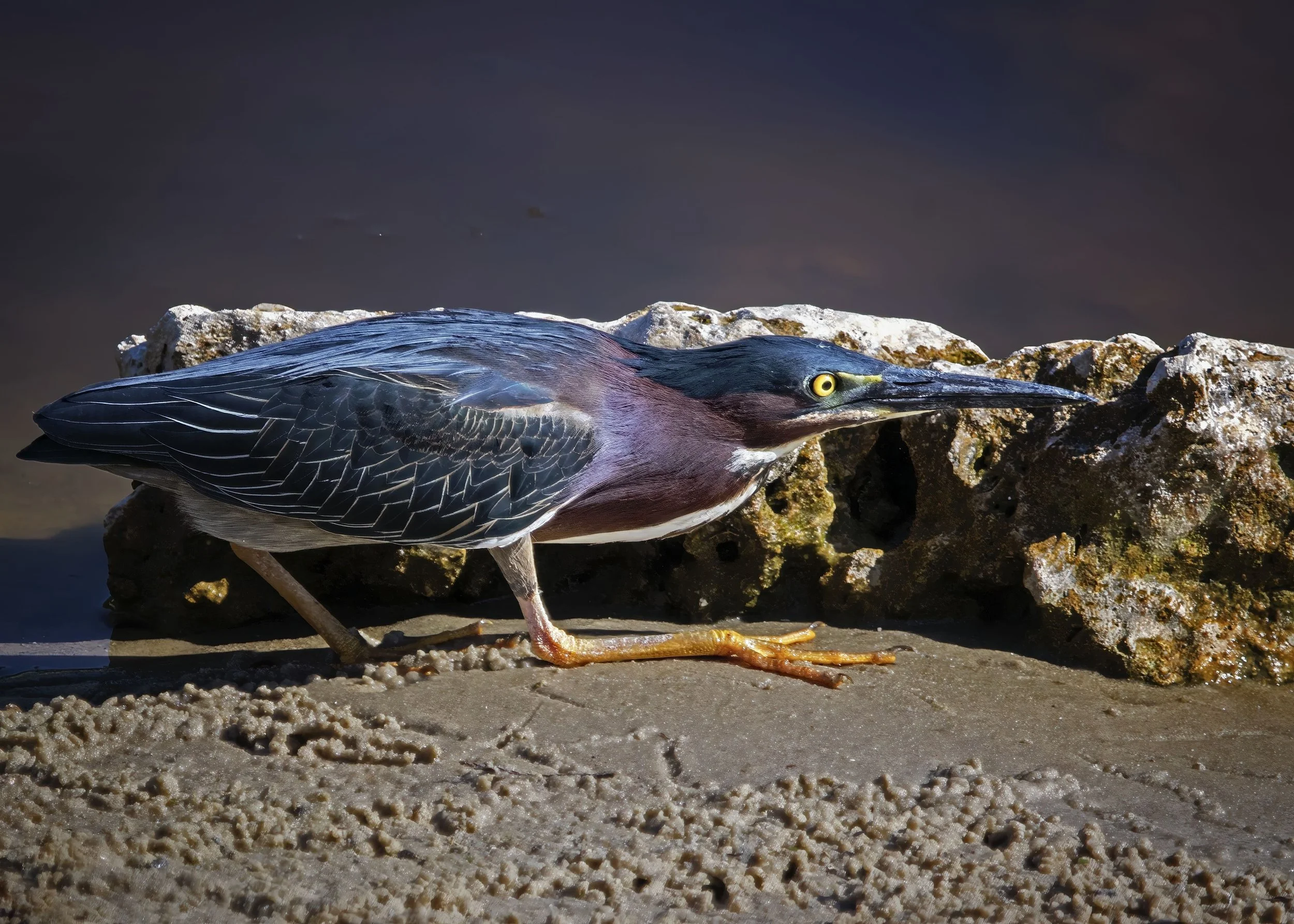 Green Heron
