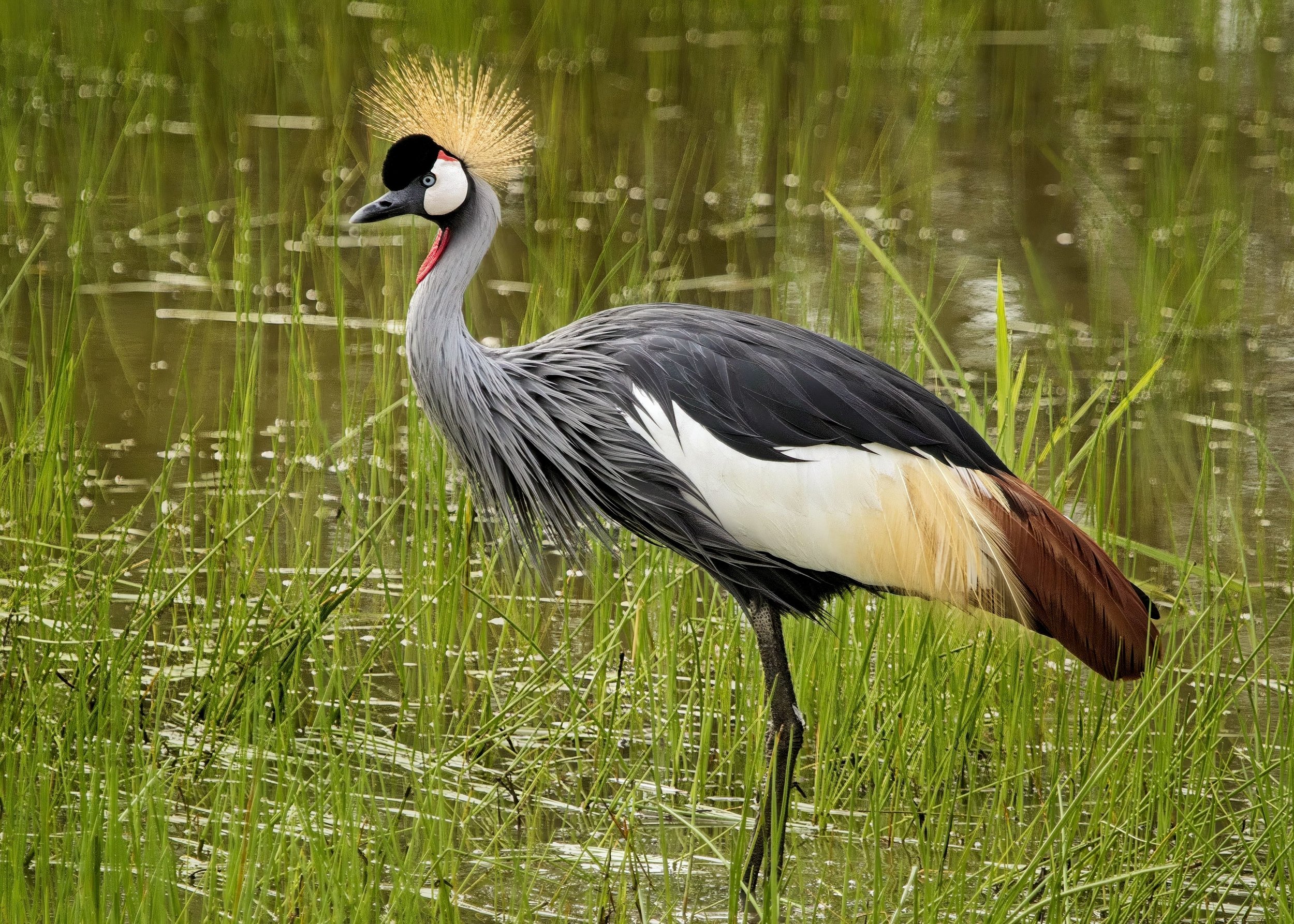 Grey-Crowned Crane