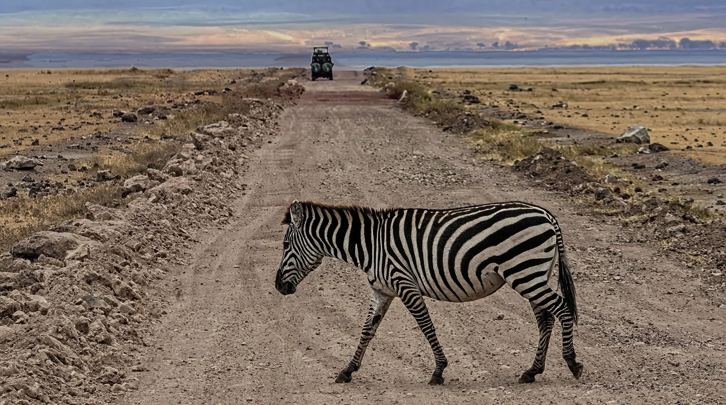 Common Zebra