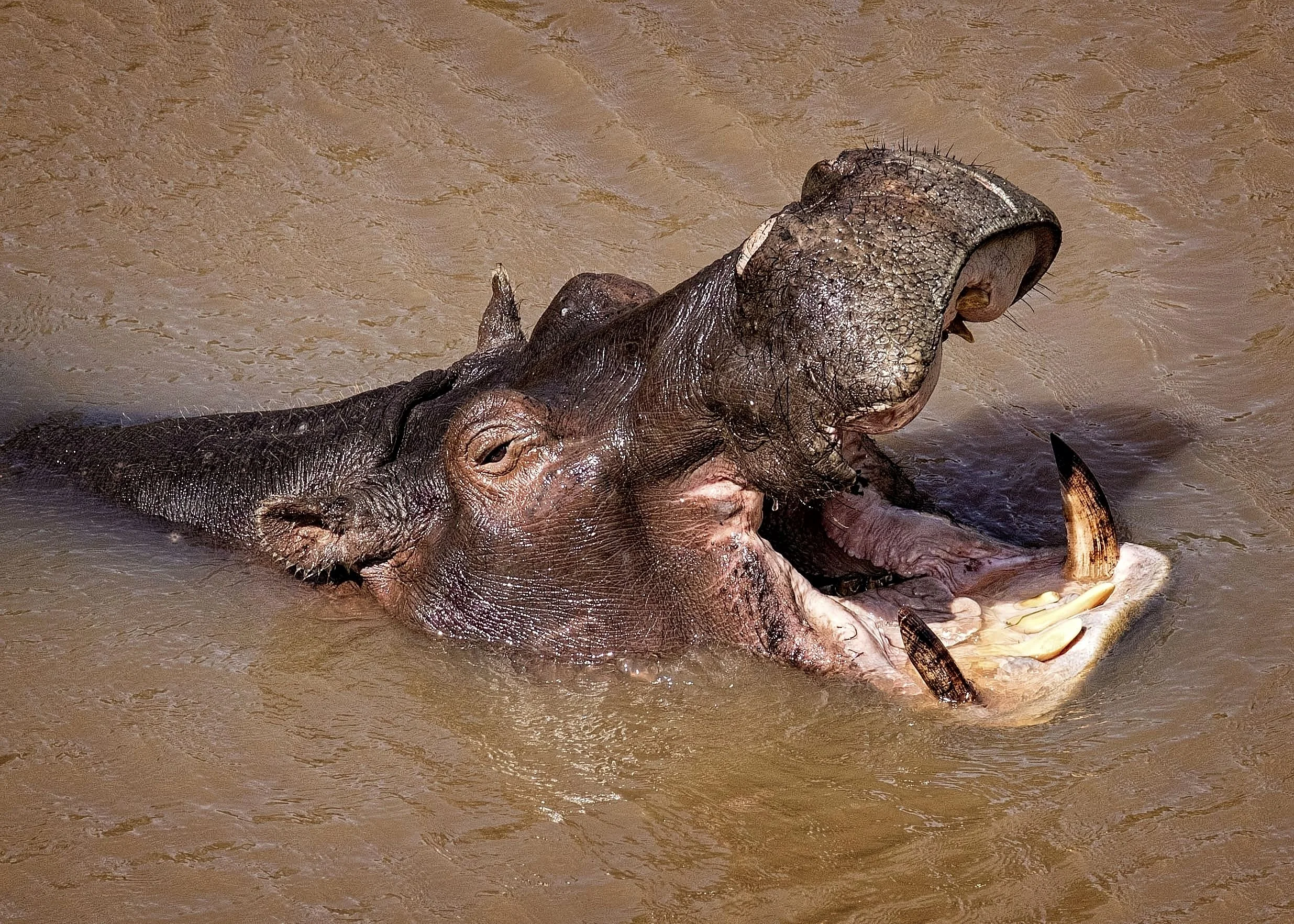 Hippopotamus