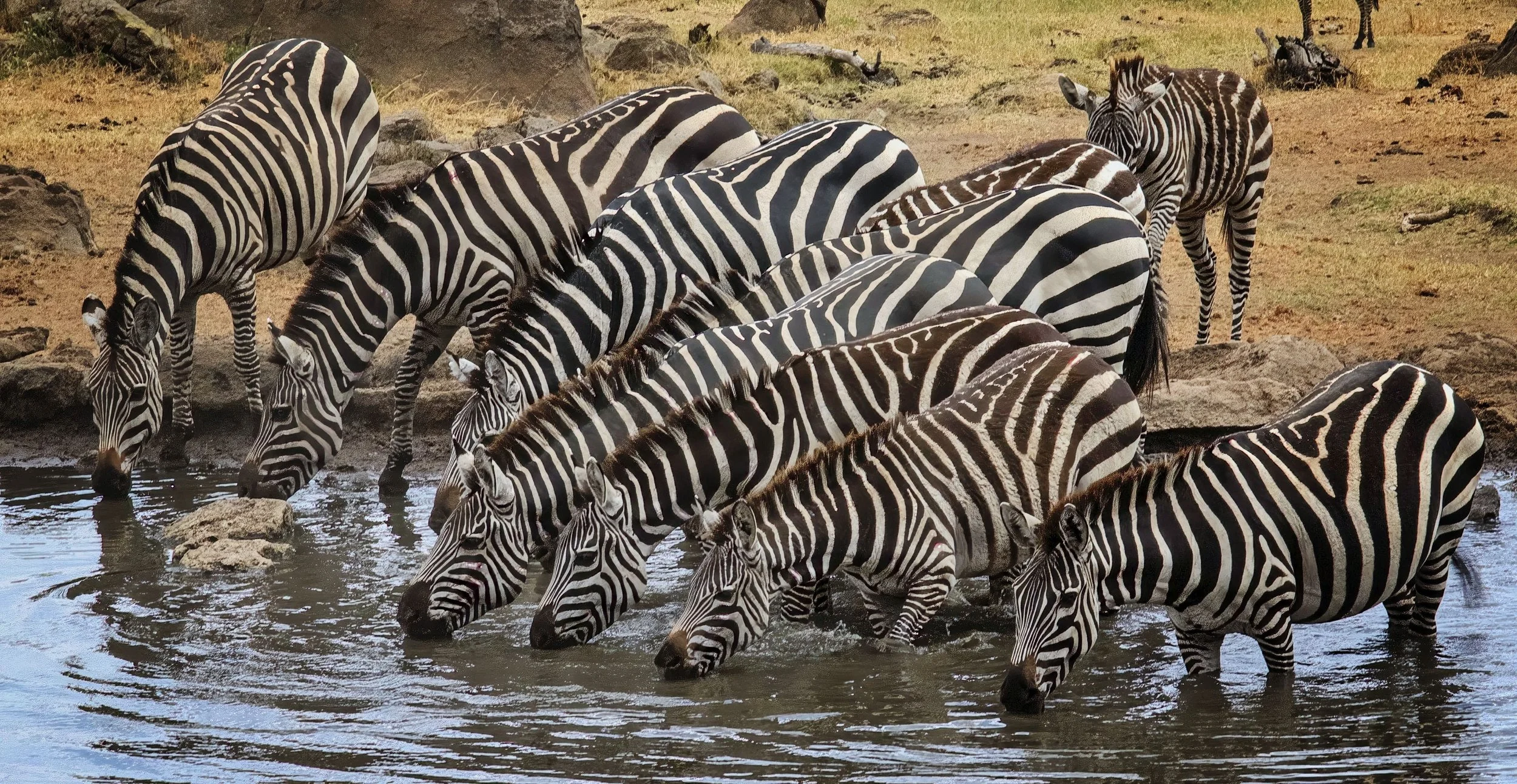 Common Zebra