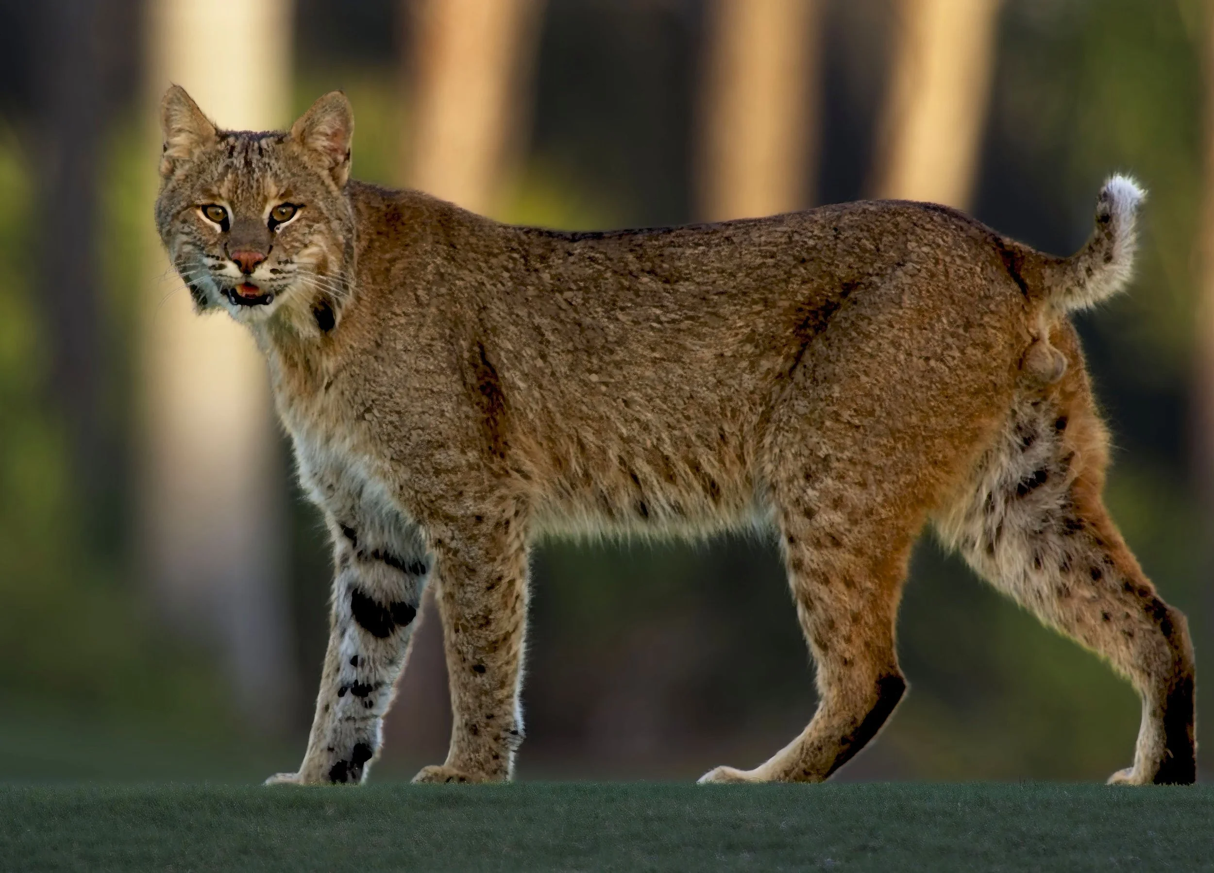 Bobcat