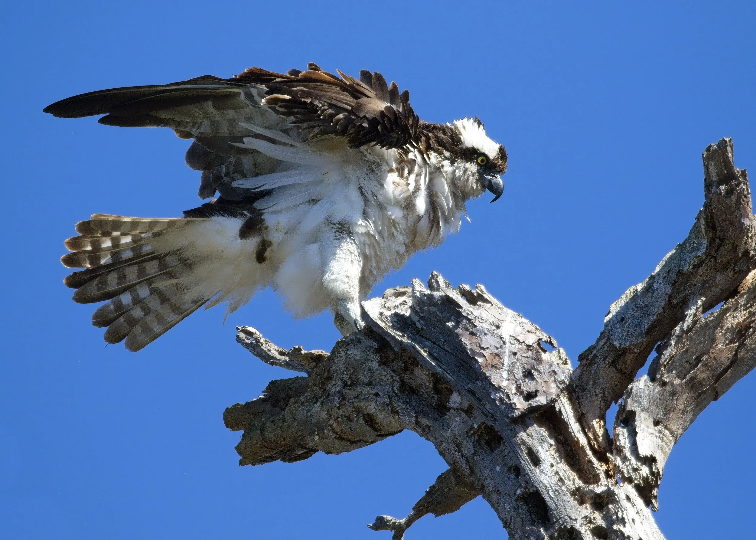 Osprey