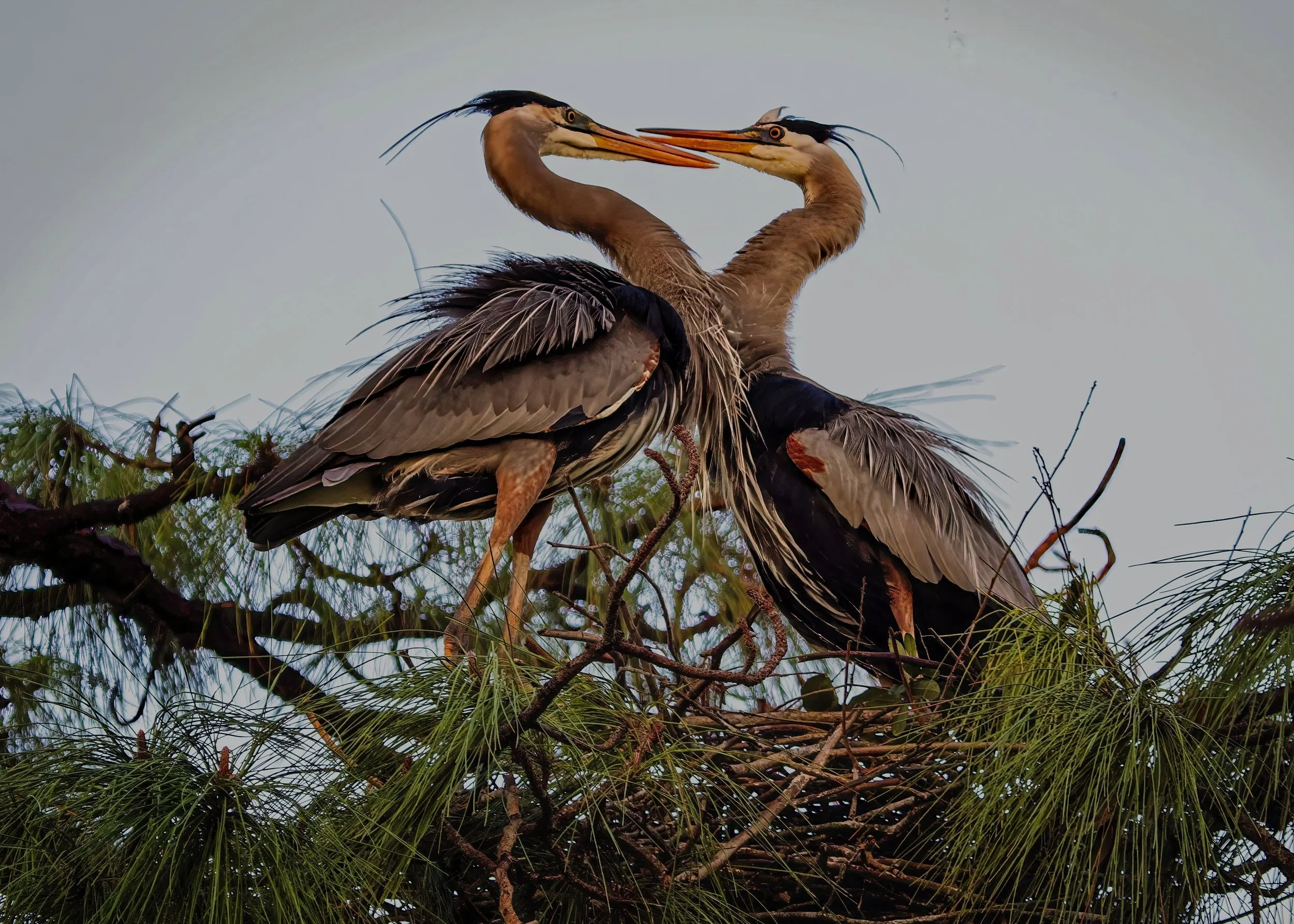 Great Blue Heron