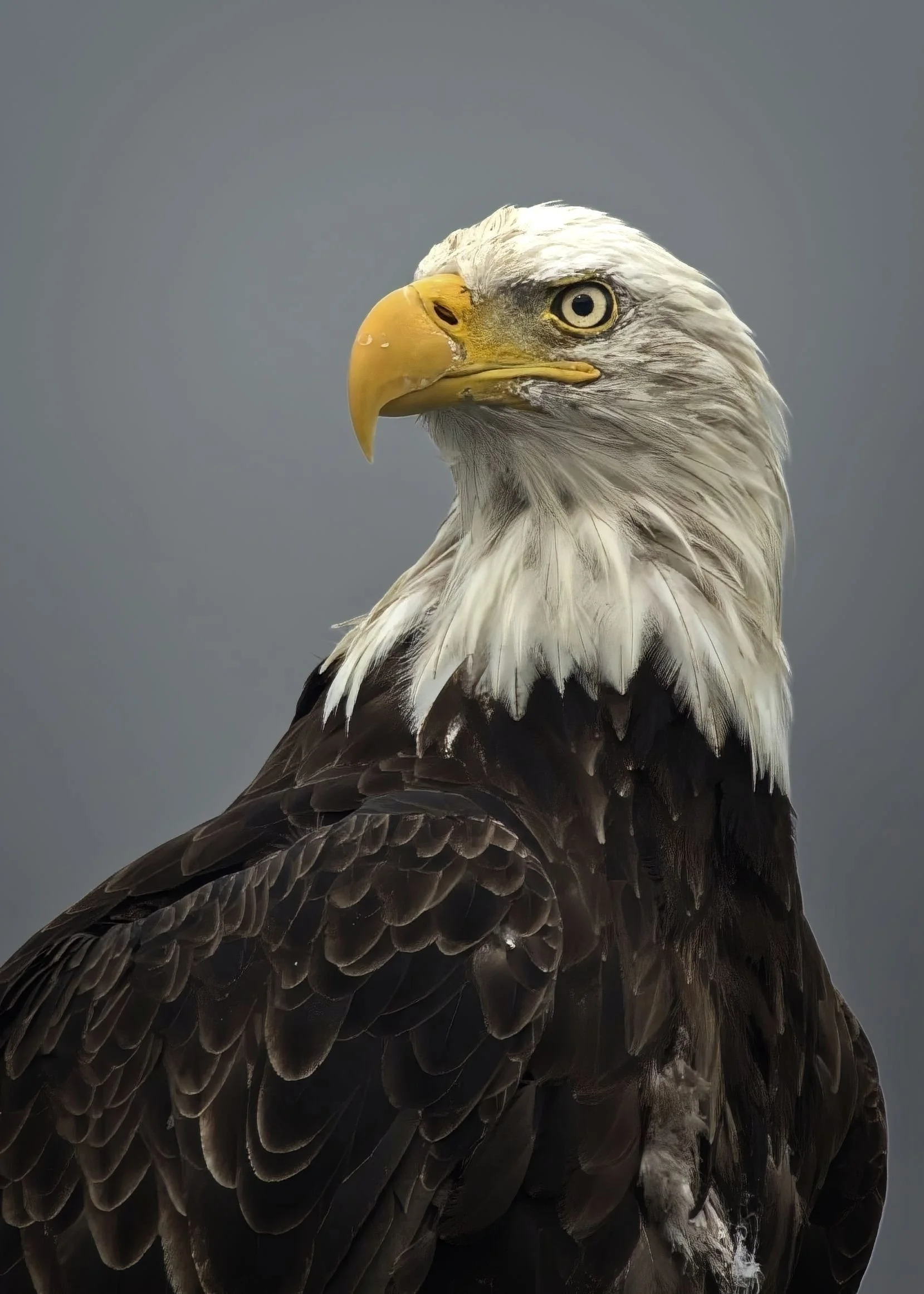 American Bald Eagle