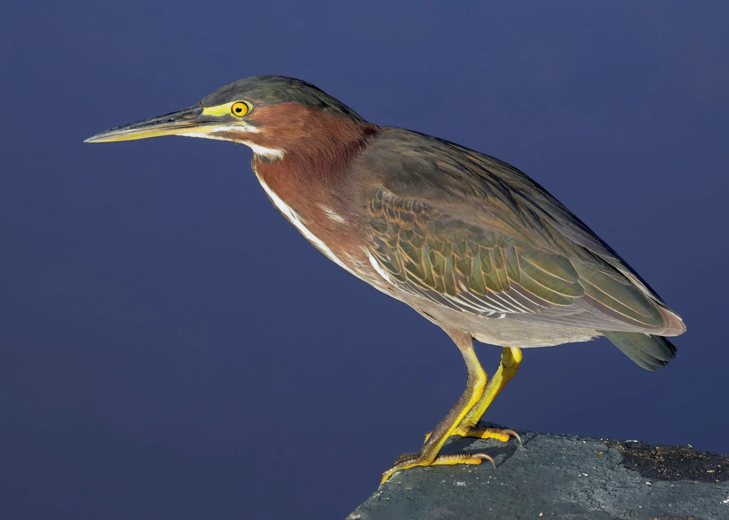Green Heron
