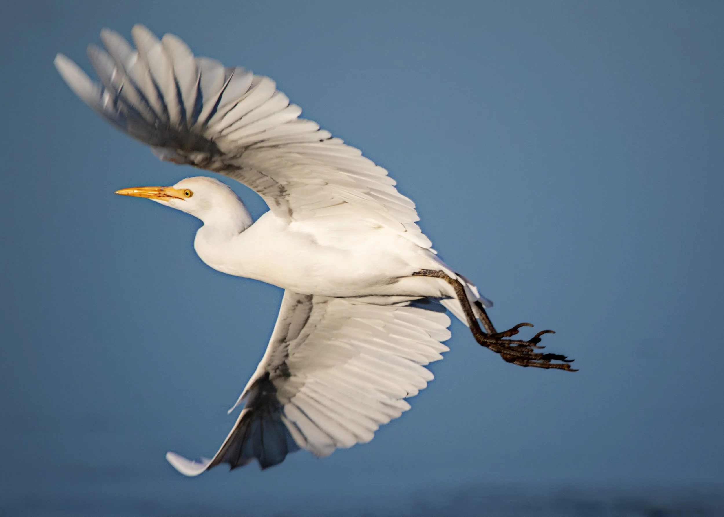Cattle Egret