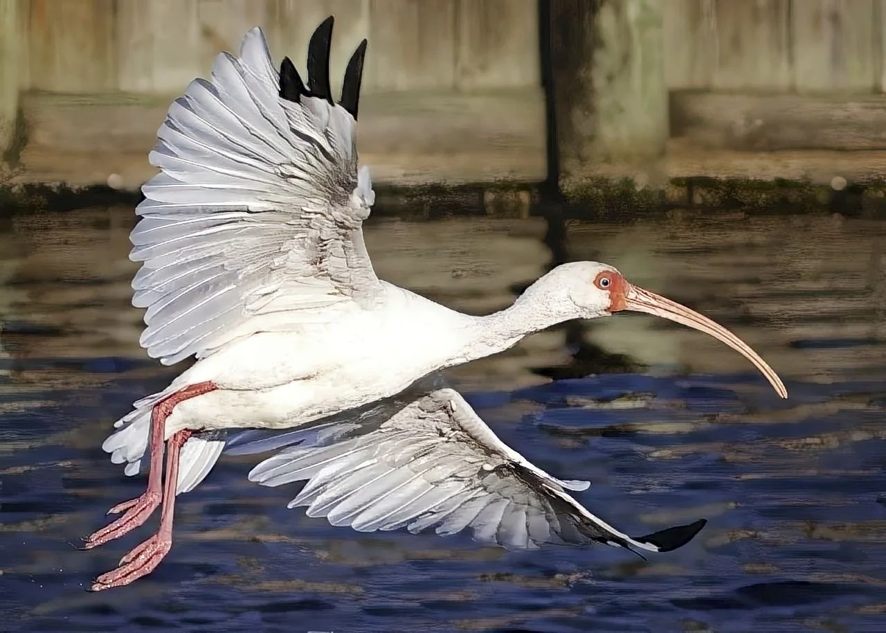 White Ibis