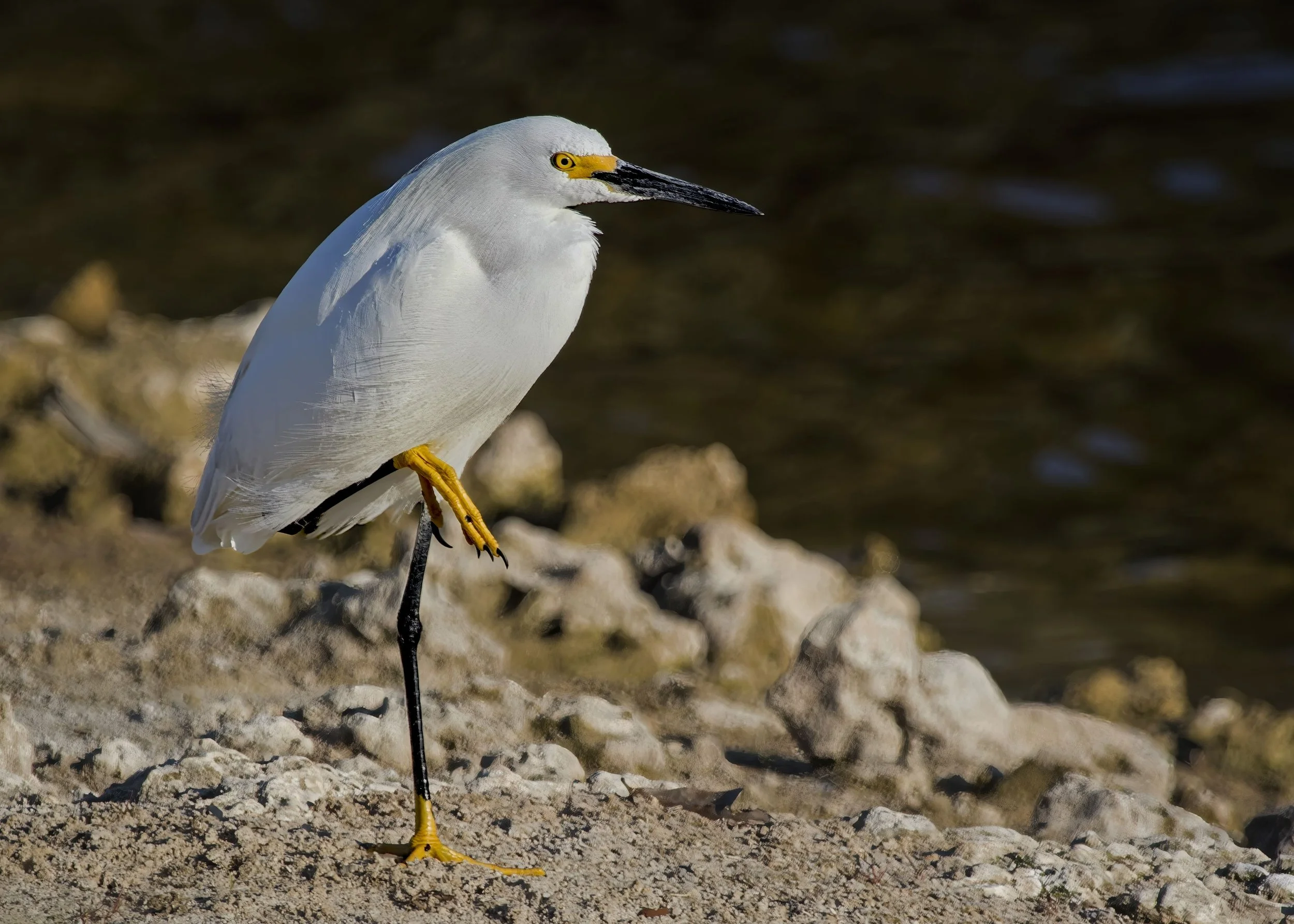 Snowy Egret