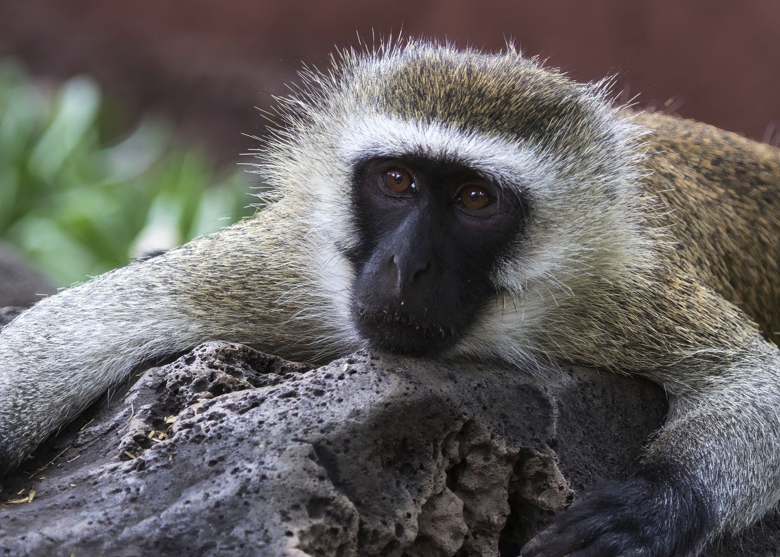 Black-faced Vervet Monkey