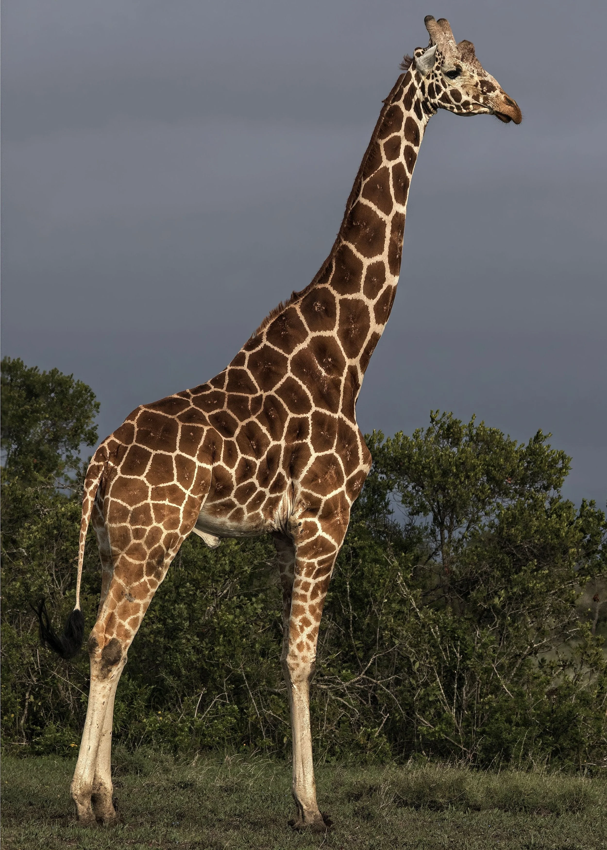 Reticulated Giraffe
