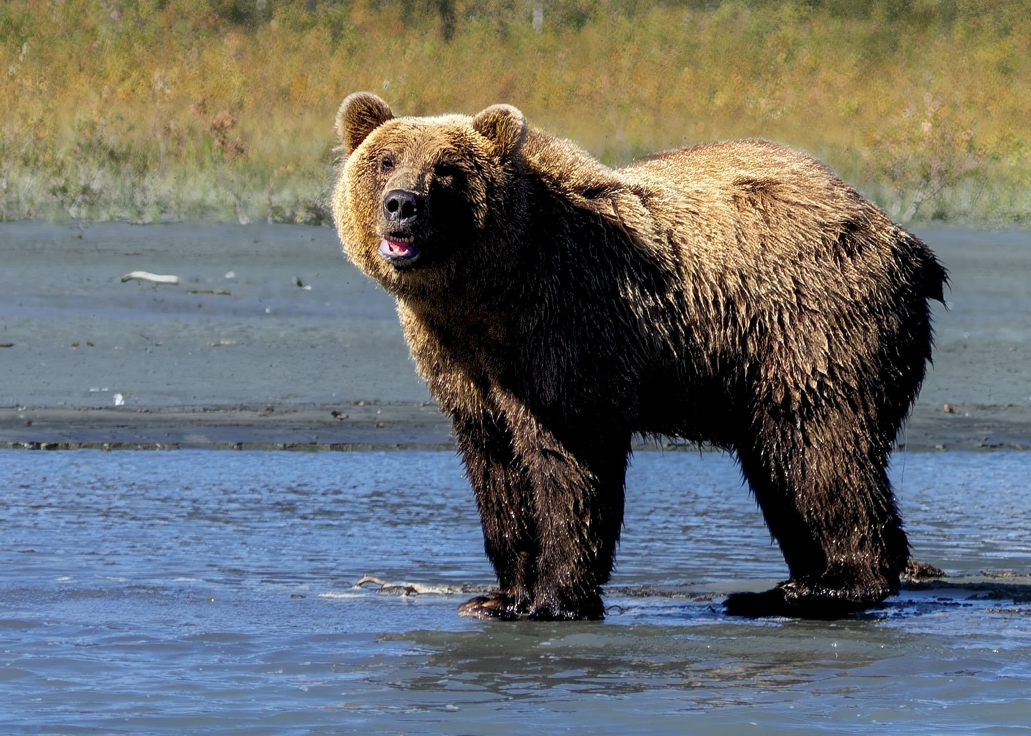 Grizzly Bear