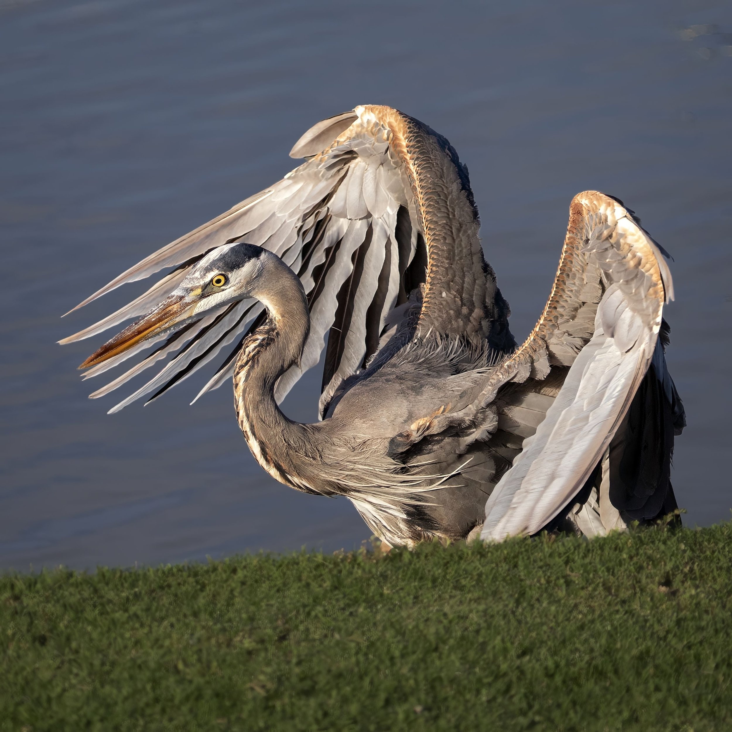 Great Blue Heron