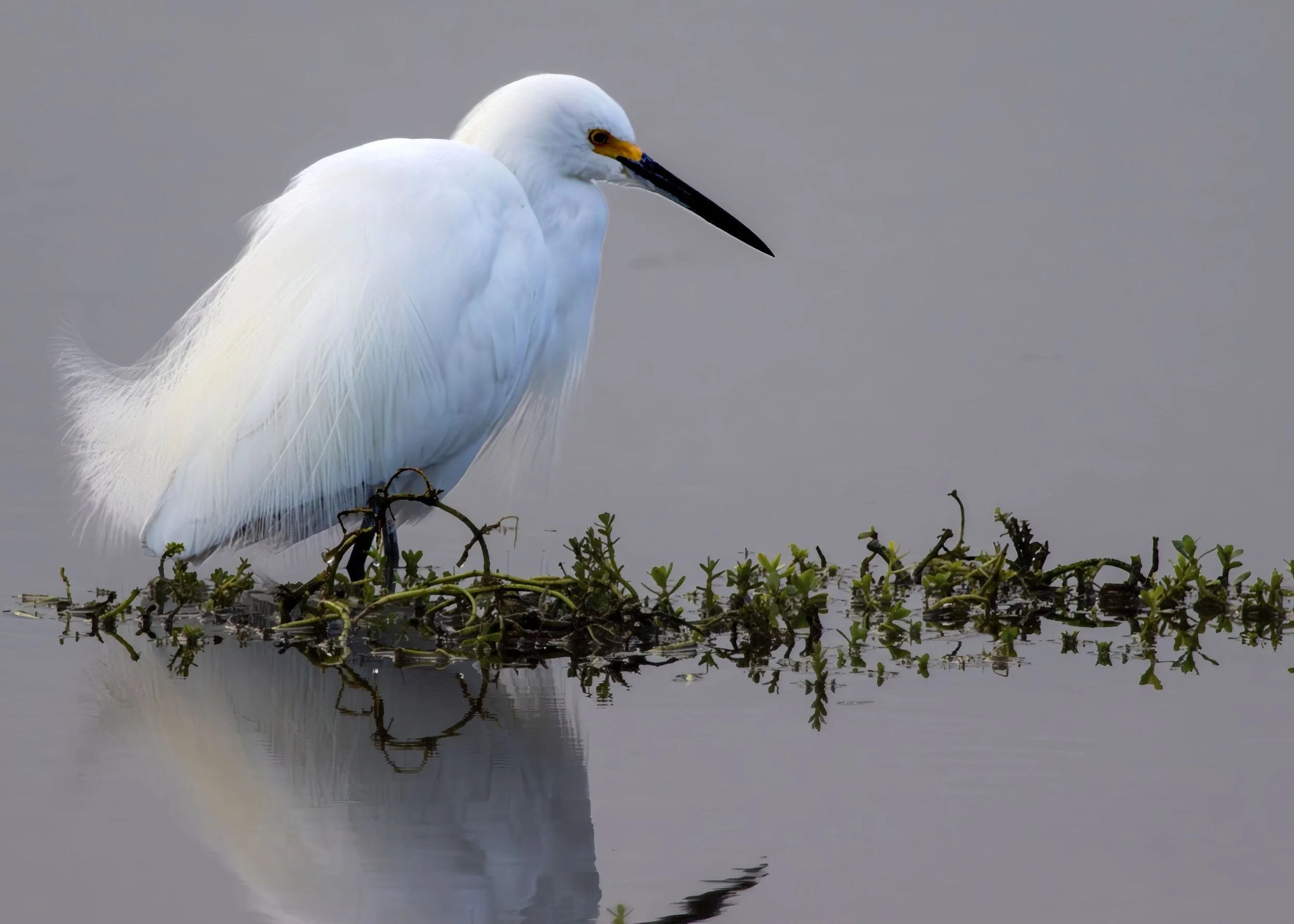 Snowy Egret