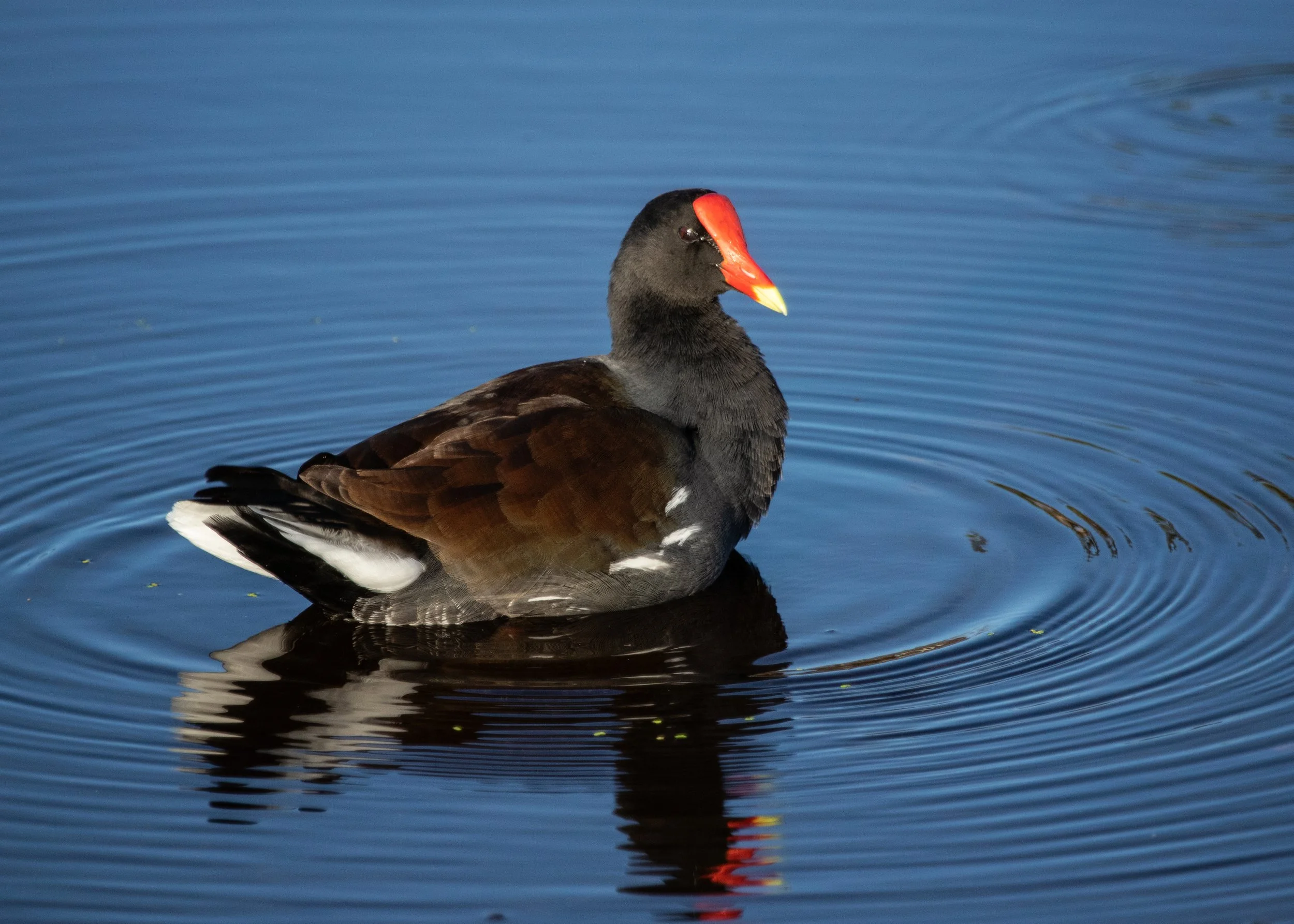 Common Gallinule