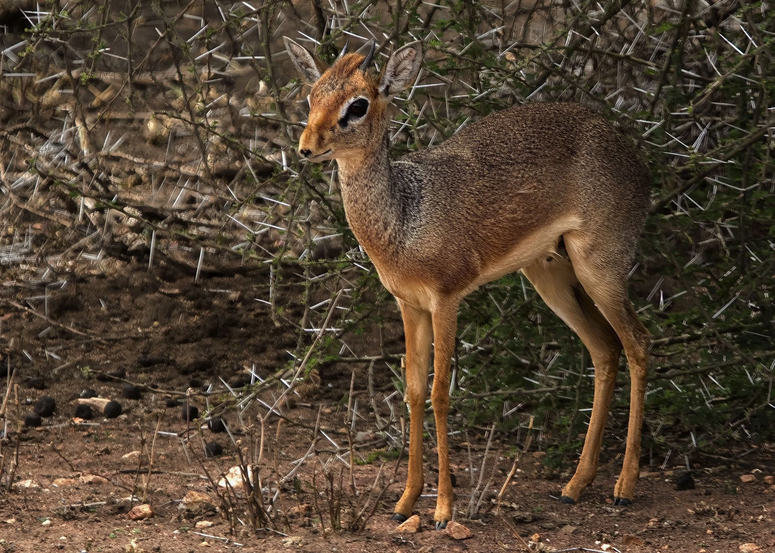 Kirk's Dik Dik