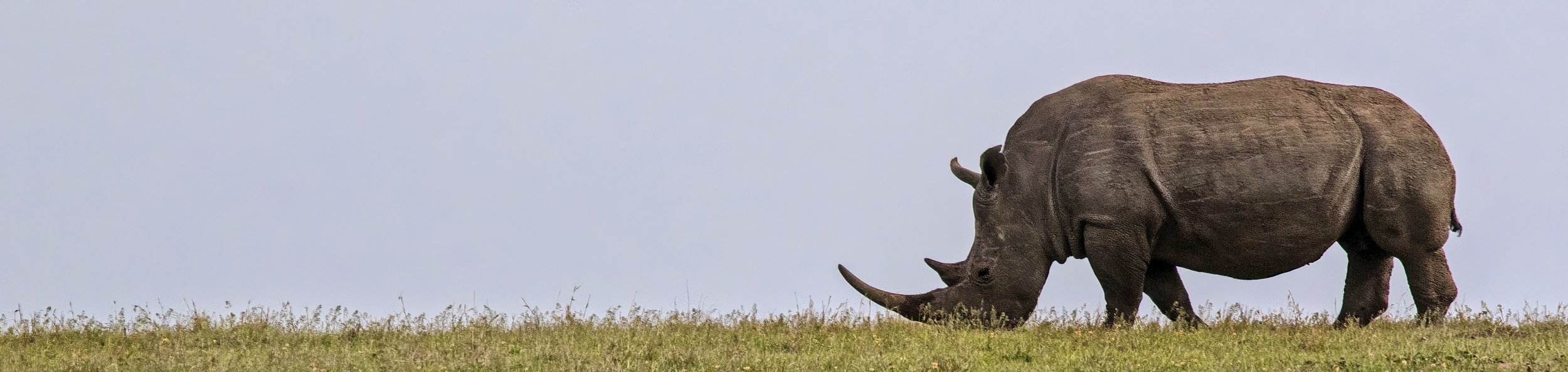 White Rhinoceros