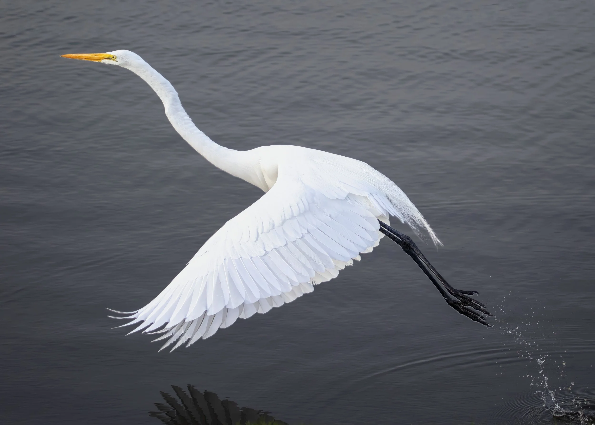 Great Egret