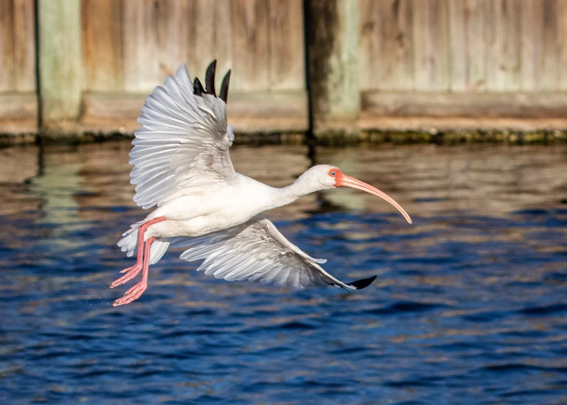 White Ibis