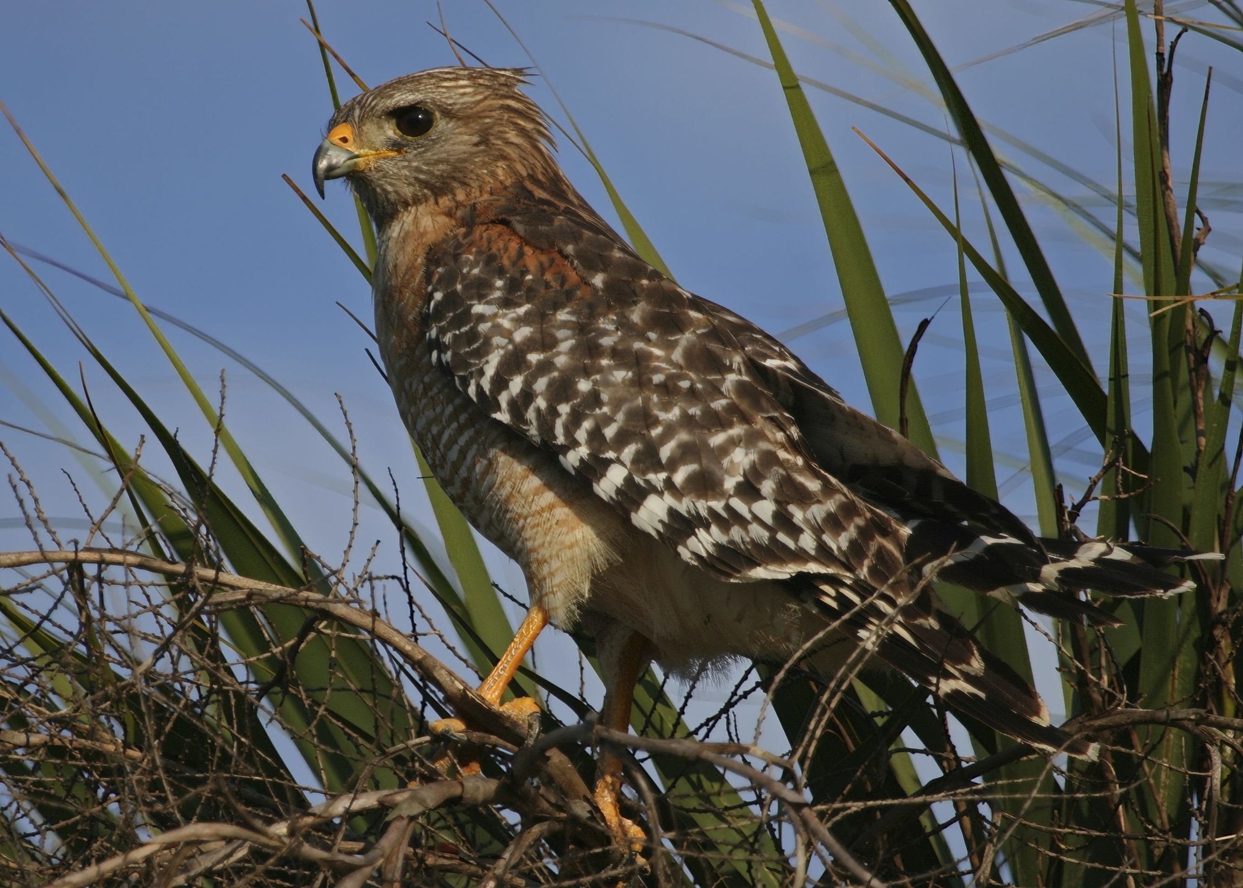 Red-Shouldered Hawk