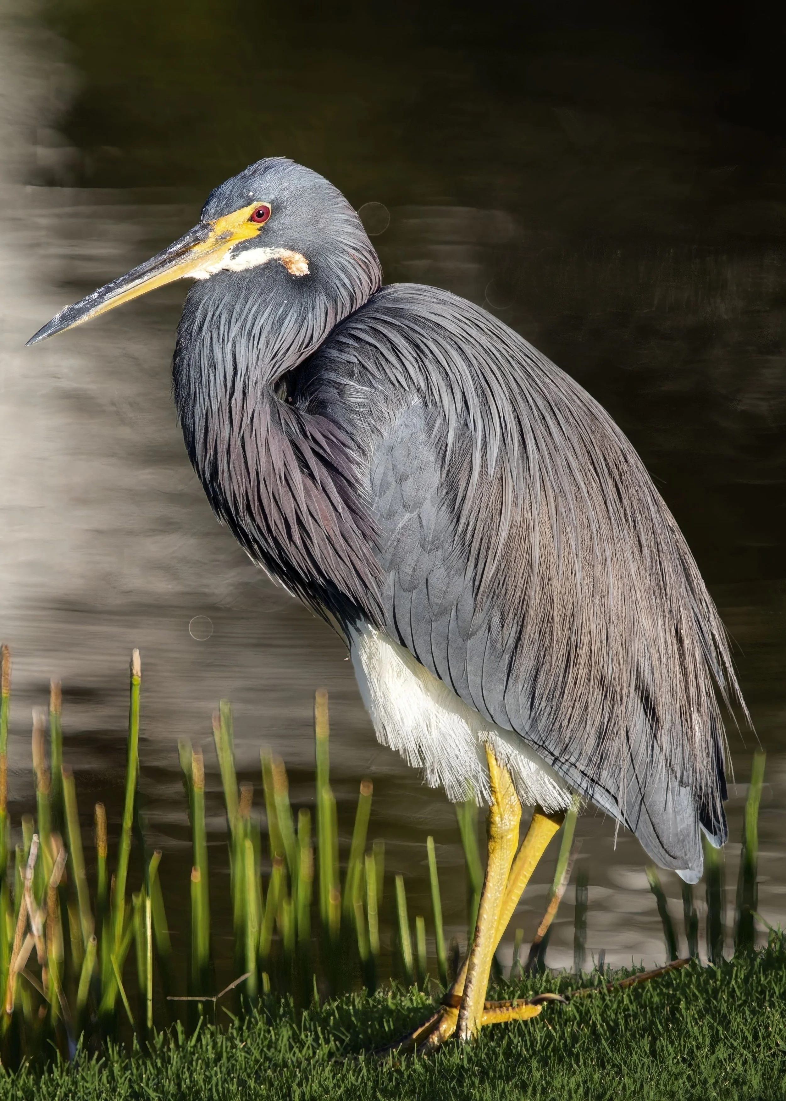 Tri-Colored Heron