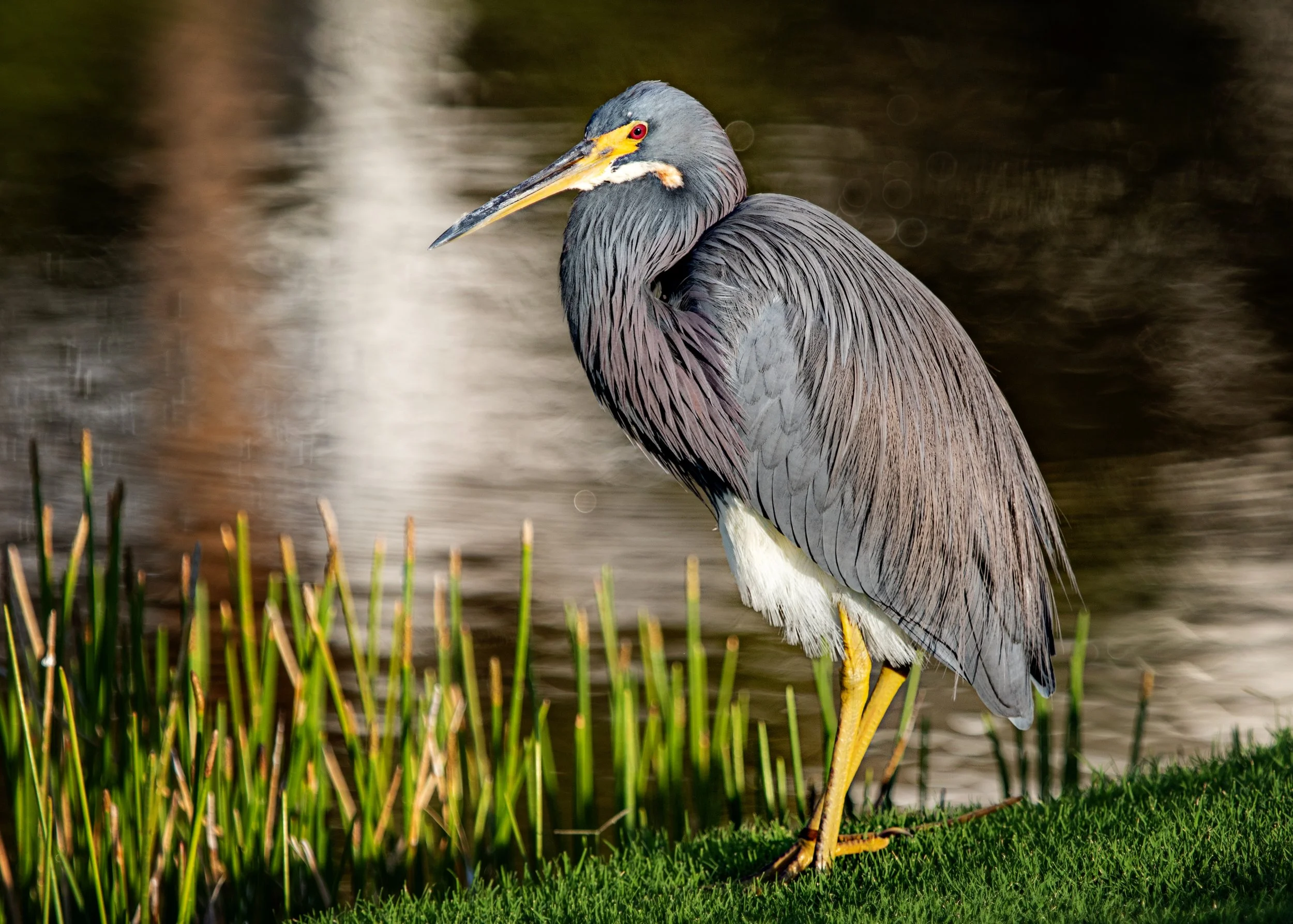 Tri-colored Heron
