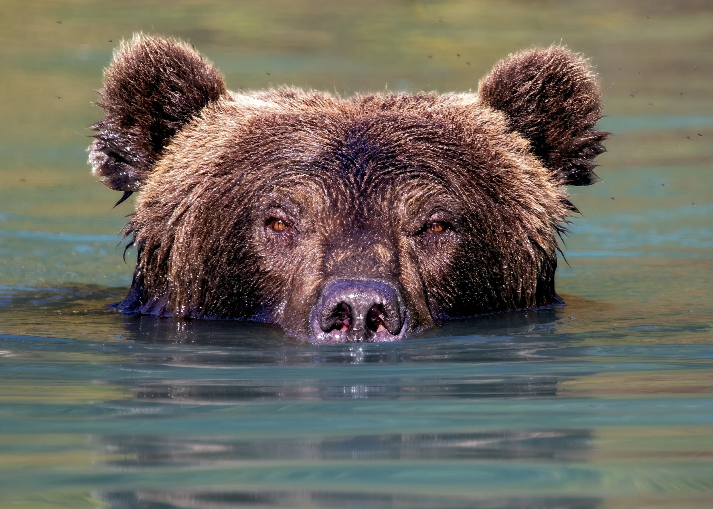 Alaska