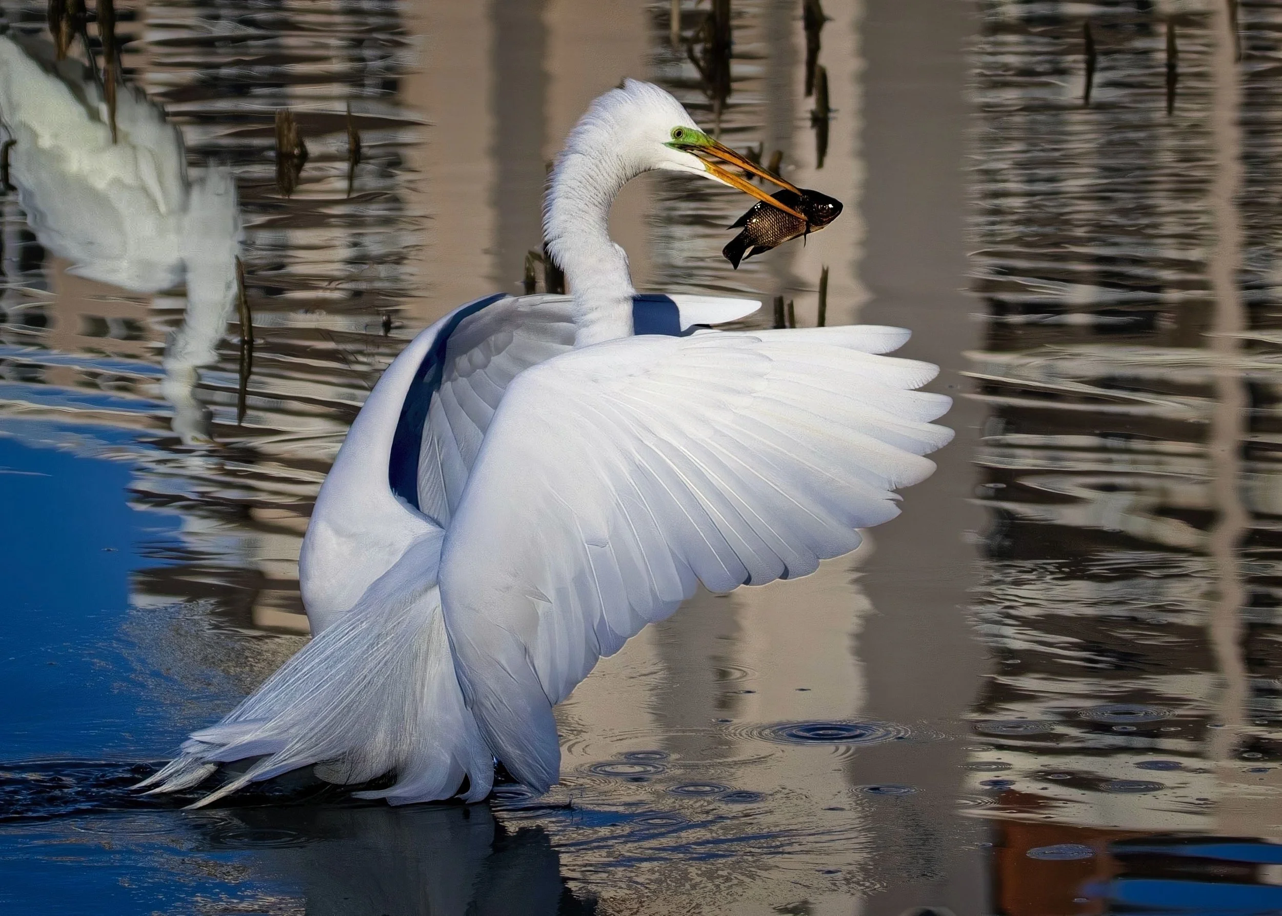 Great Egret