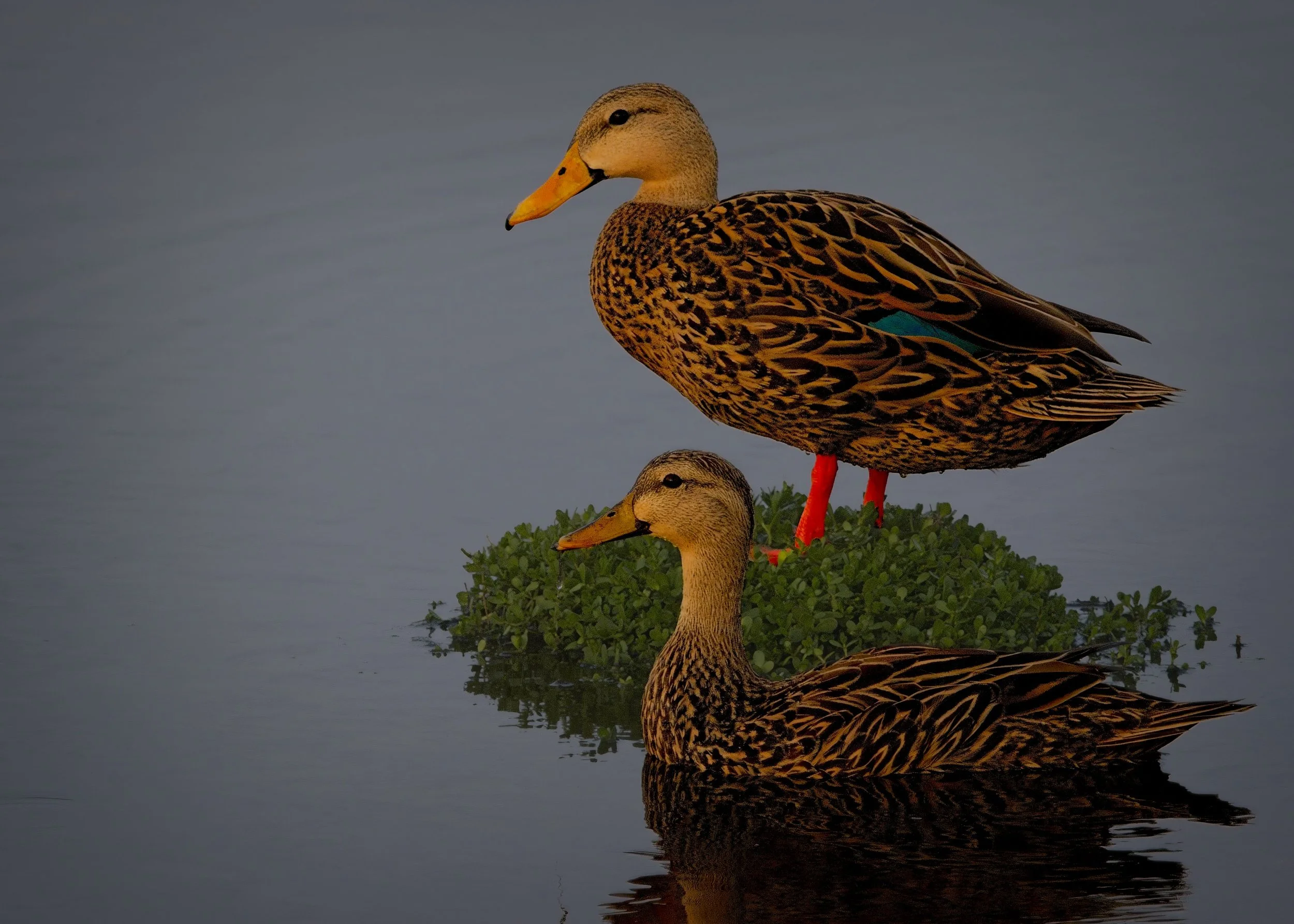 Mottled Duck