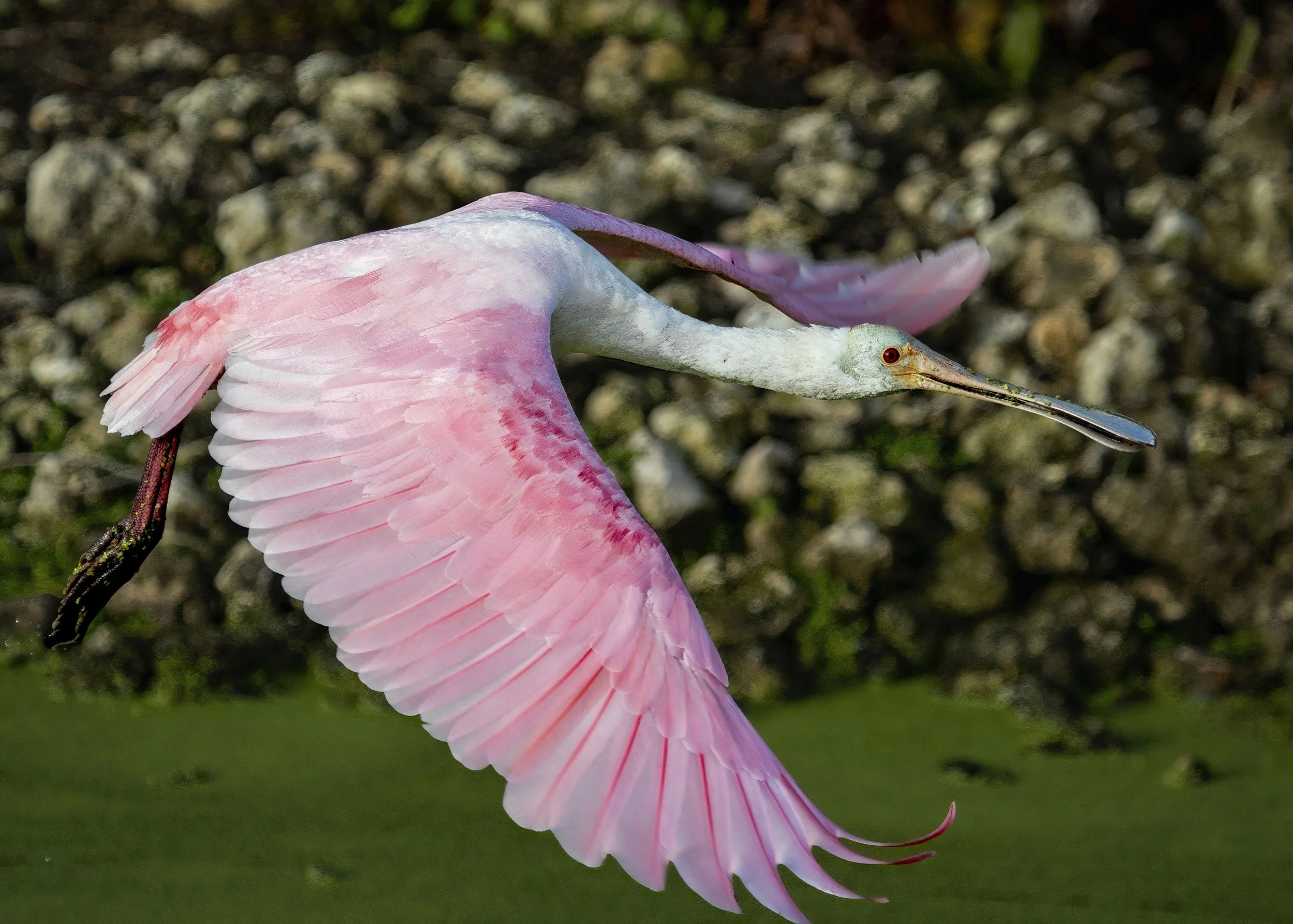 Roseate Spoonbill