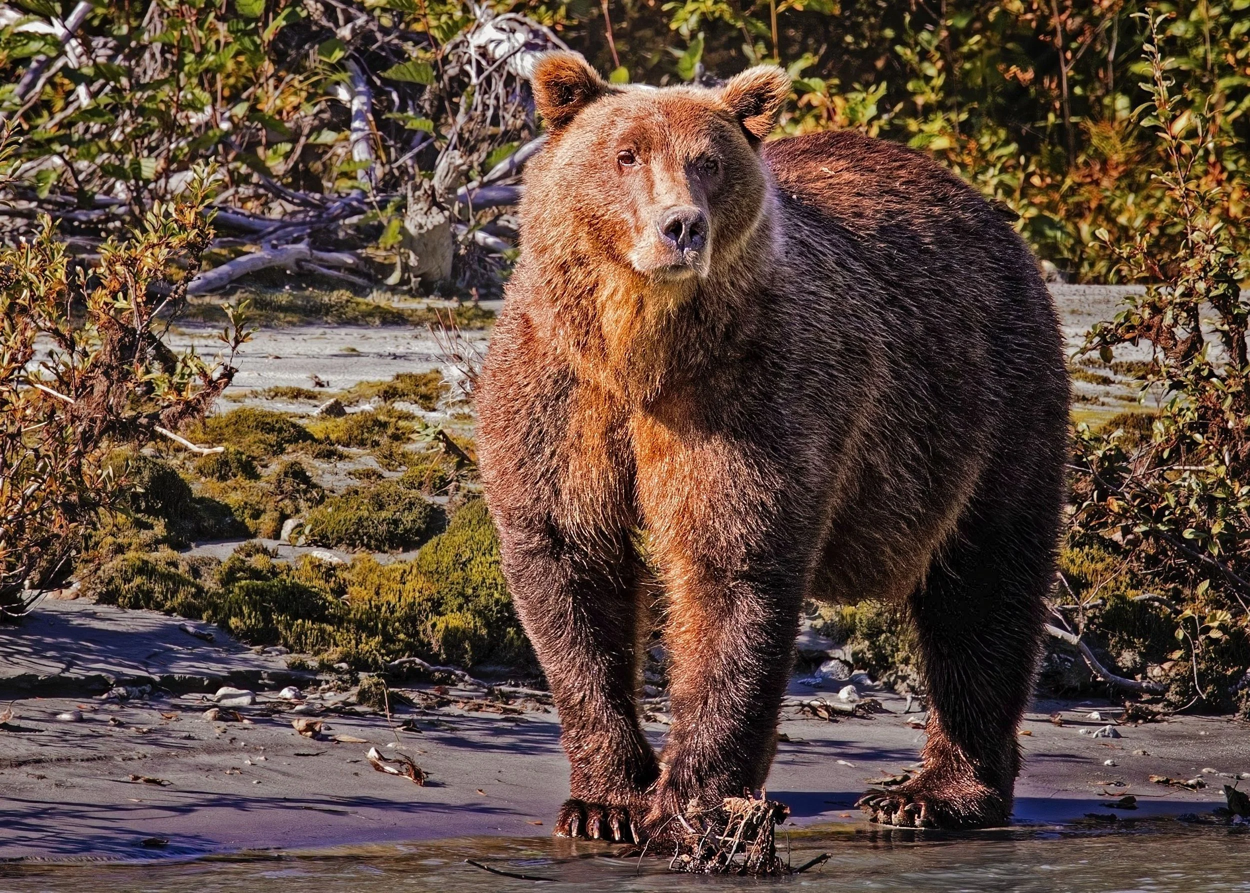 Grizzly Bear