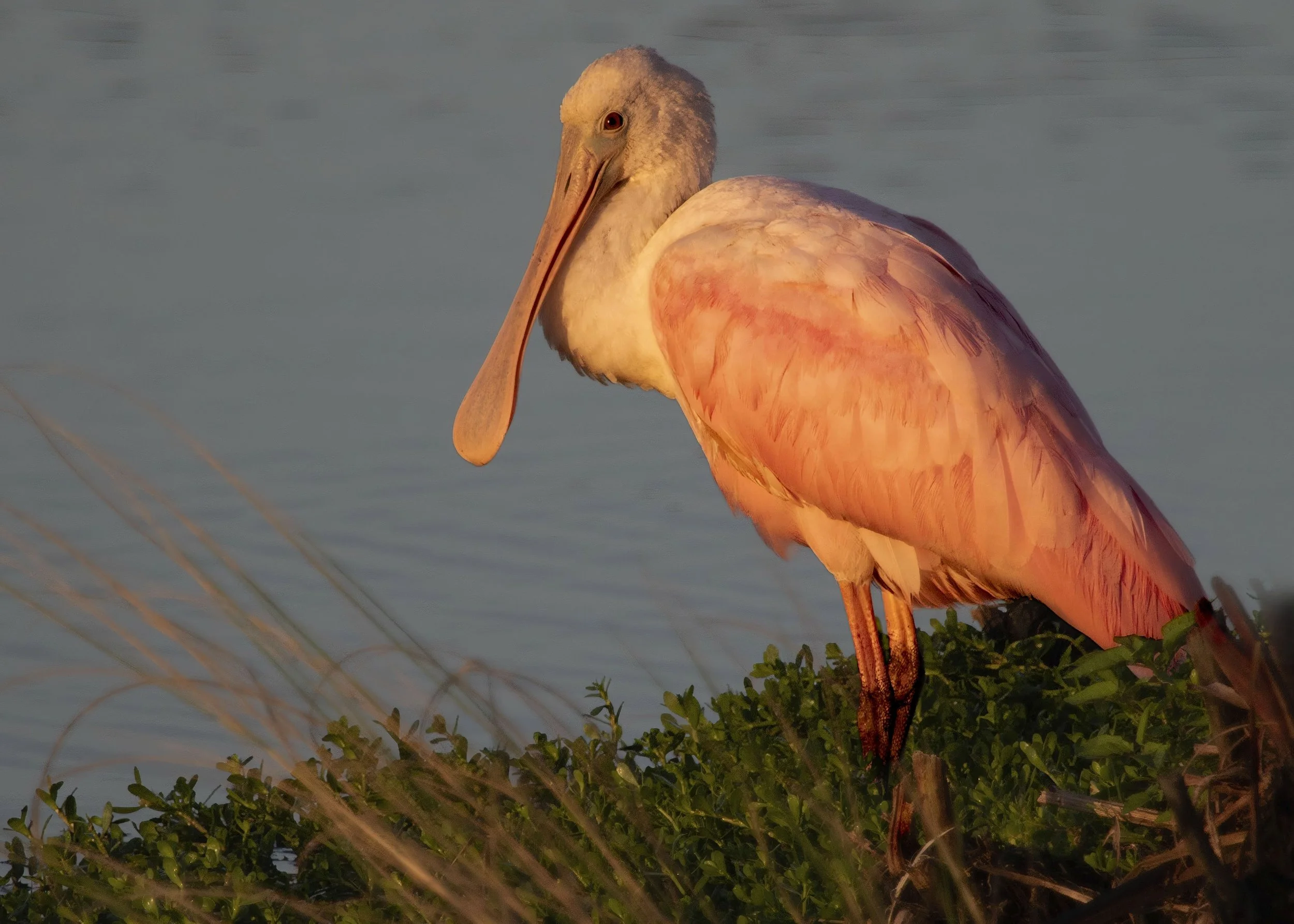 Roseate Spoonbill