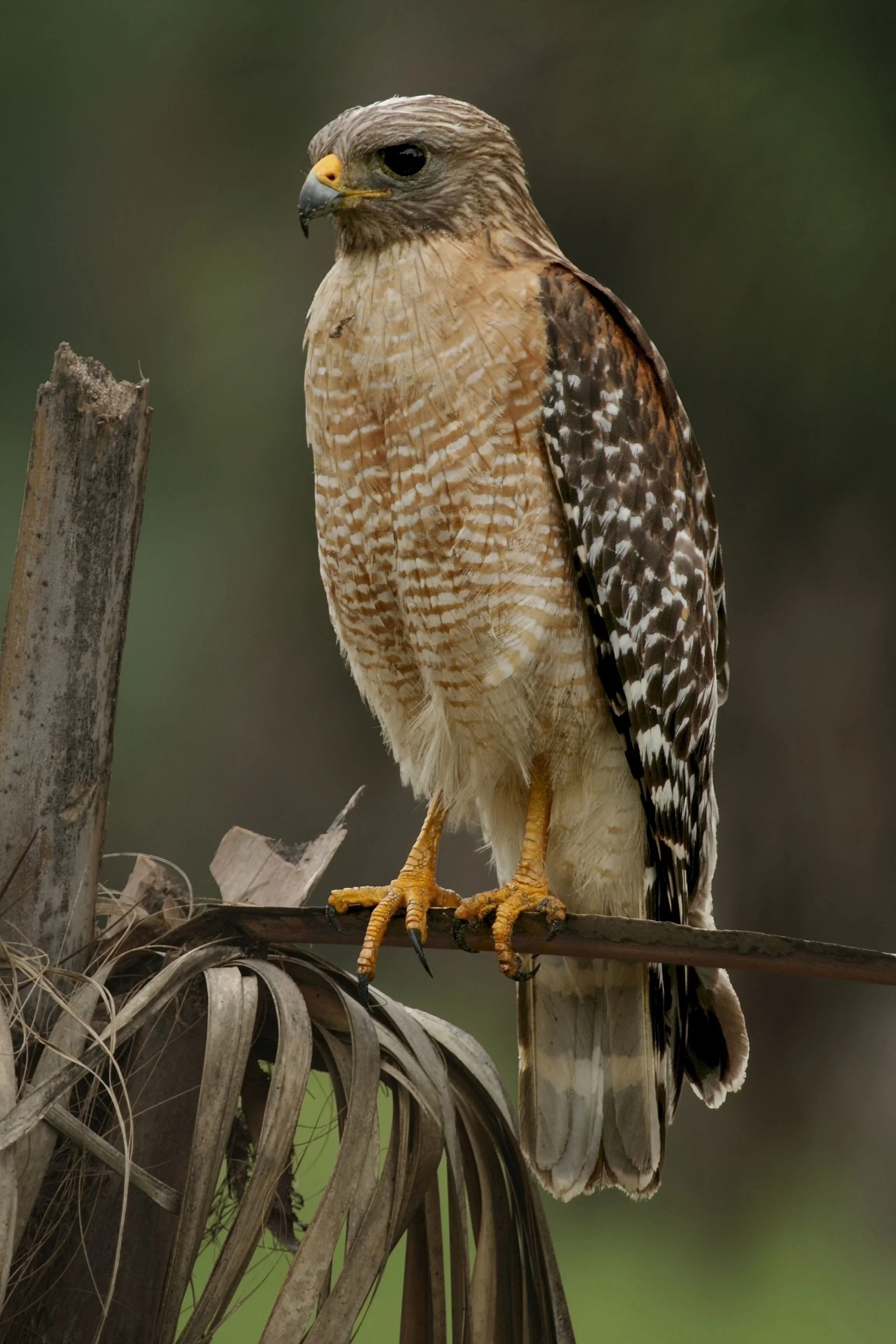 Red-Shouldered Hawk
