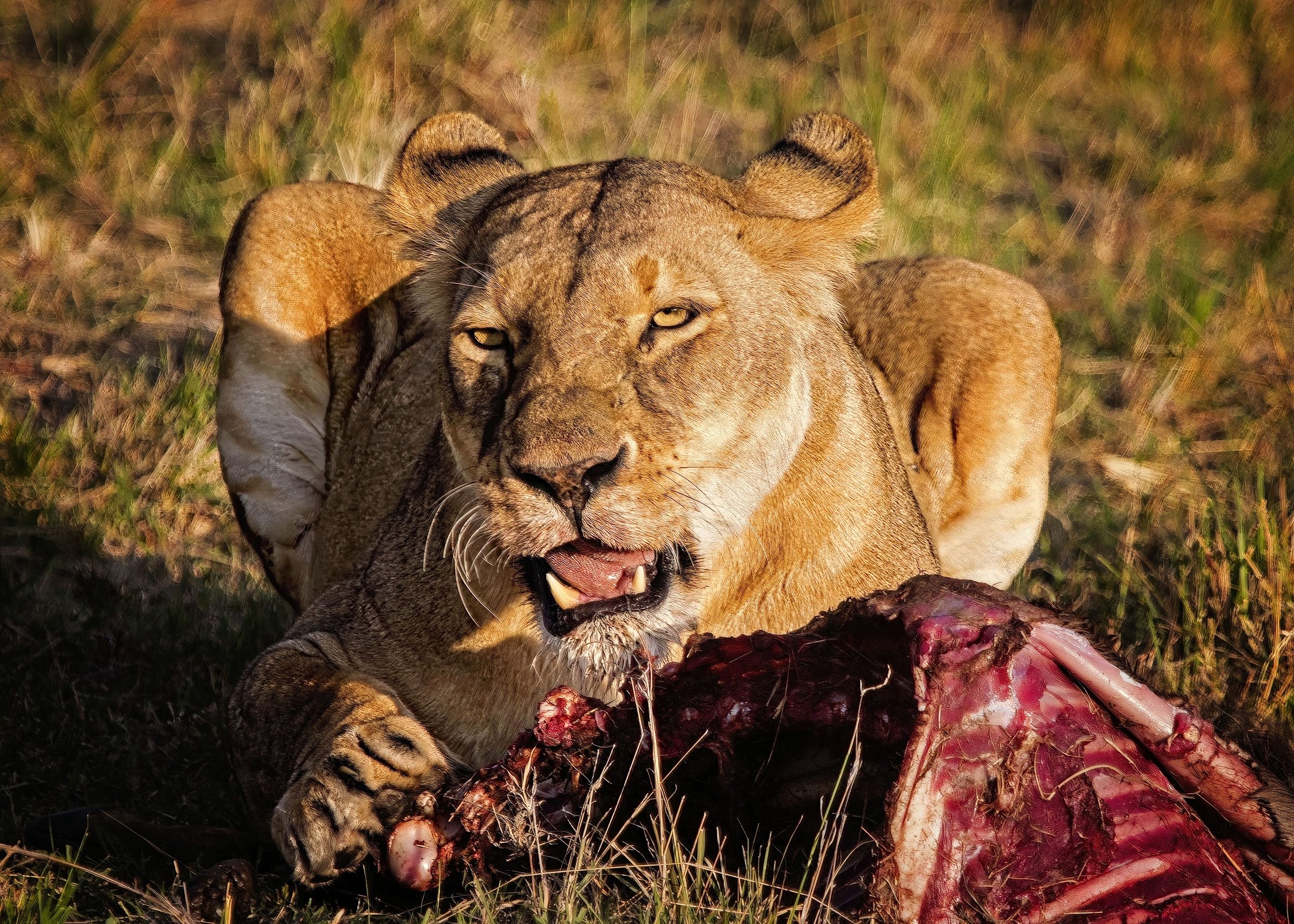Lion
