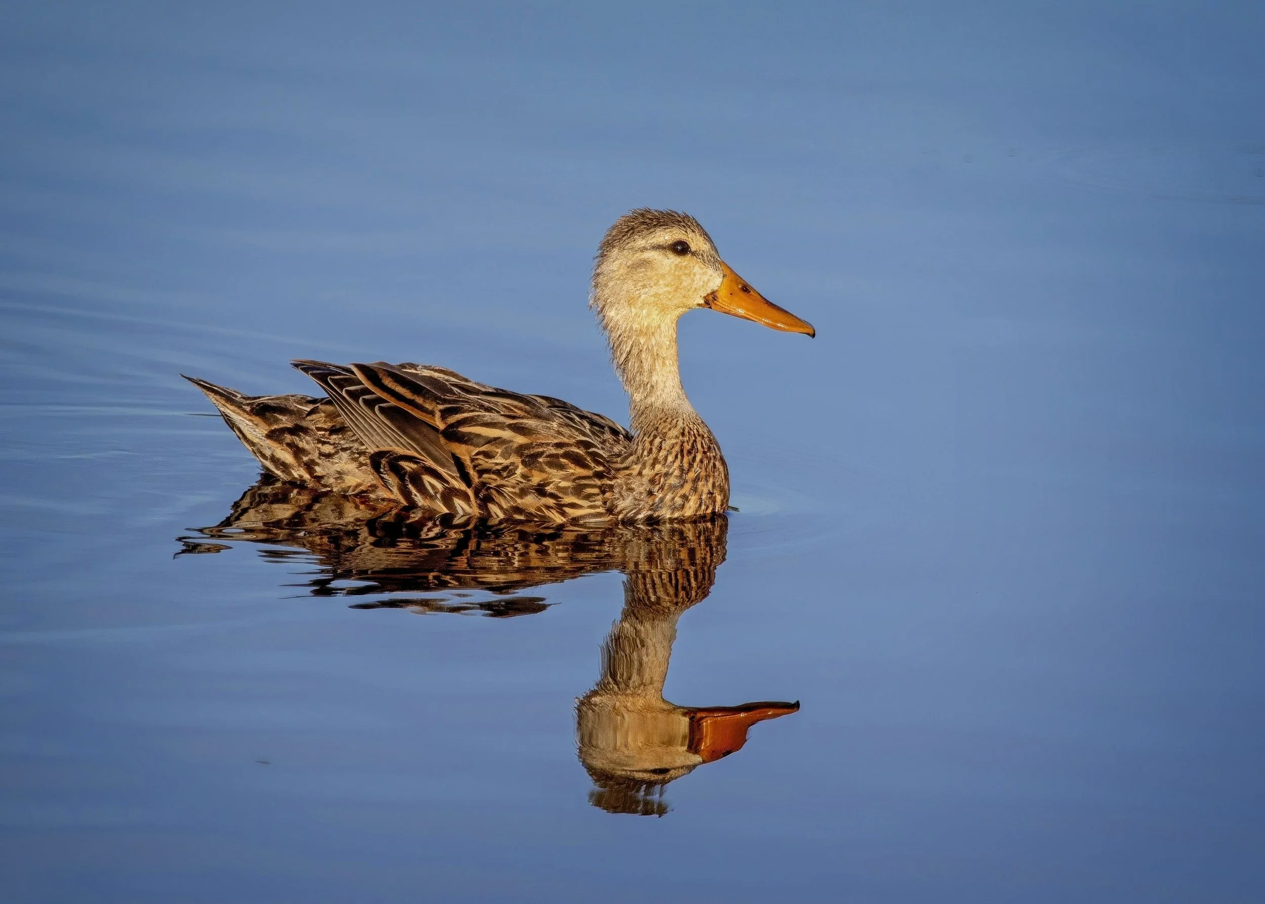 Mottled Duck