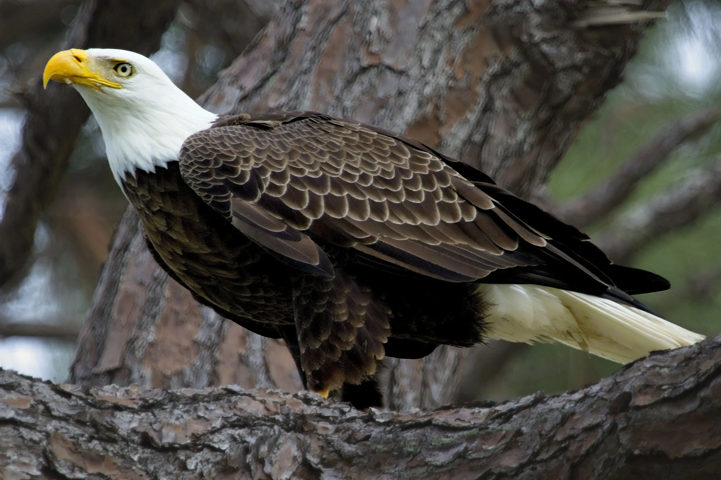 American Bald Eagle