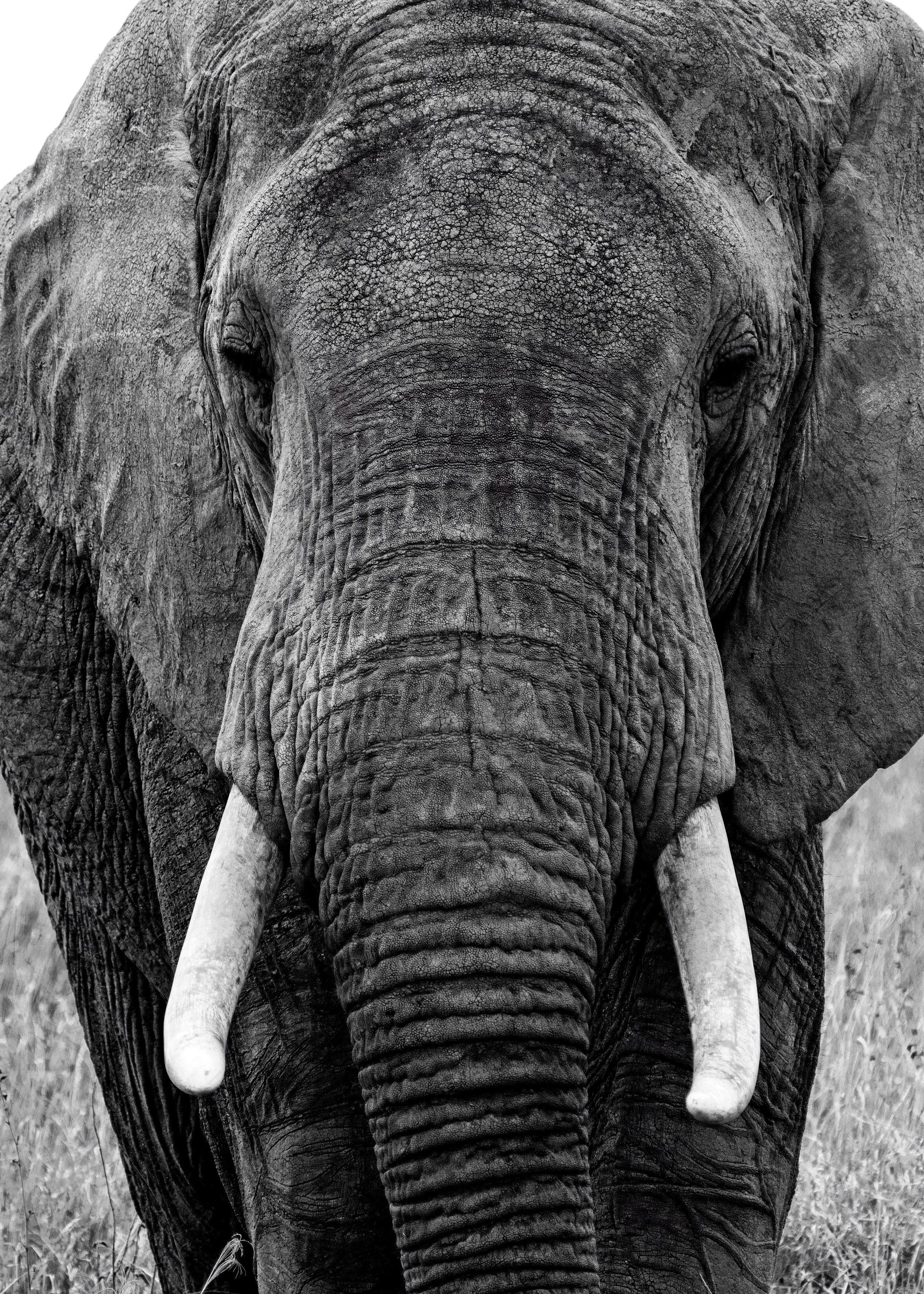 African Elephant