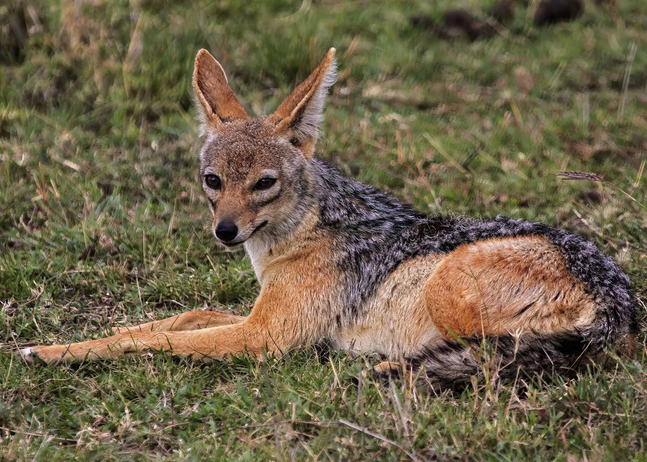 Blacked-Back Jackal