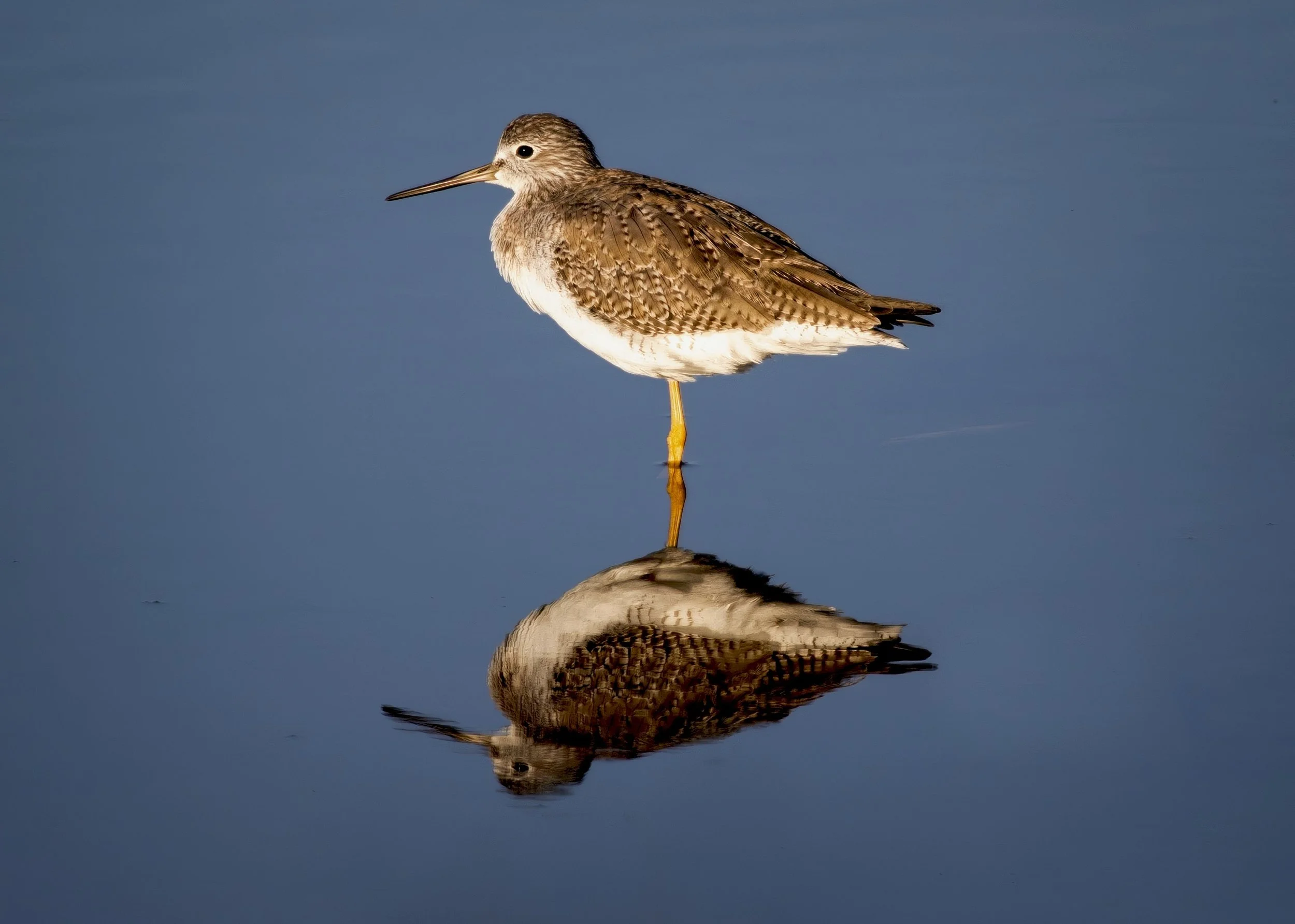 Lesser Yellowlegs