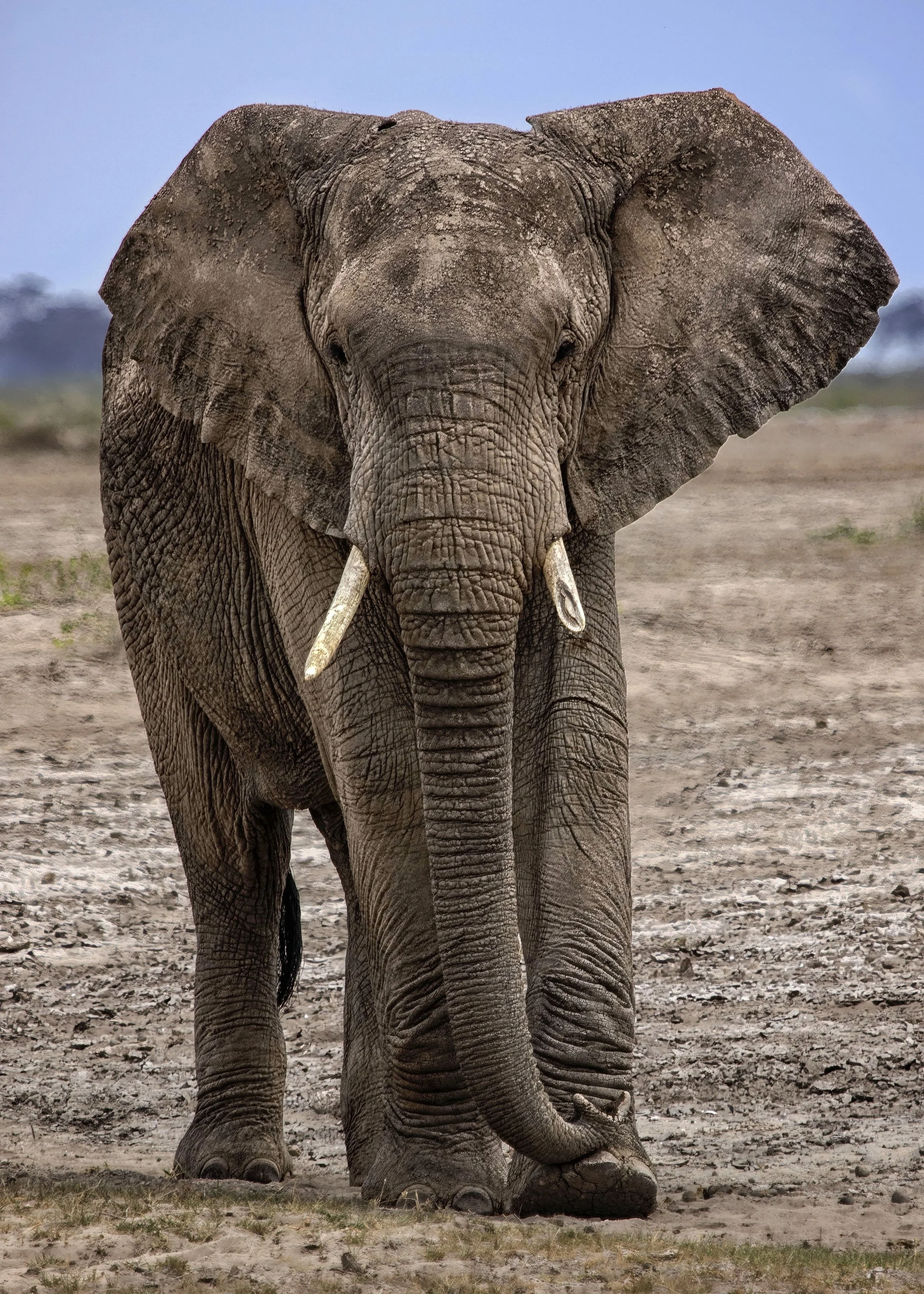 African Elephant