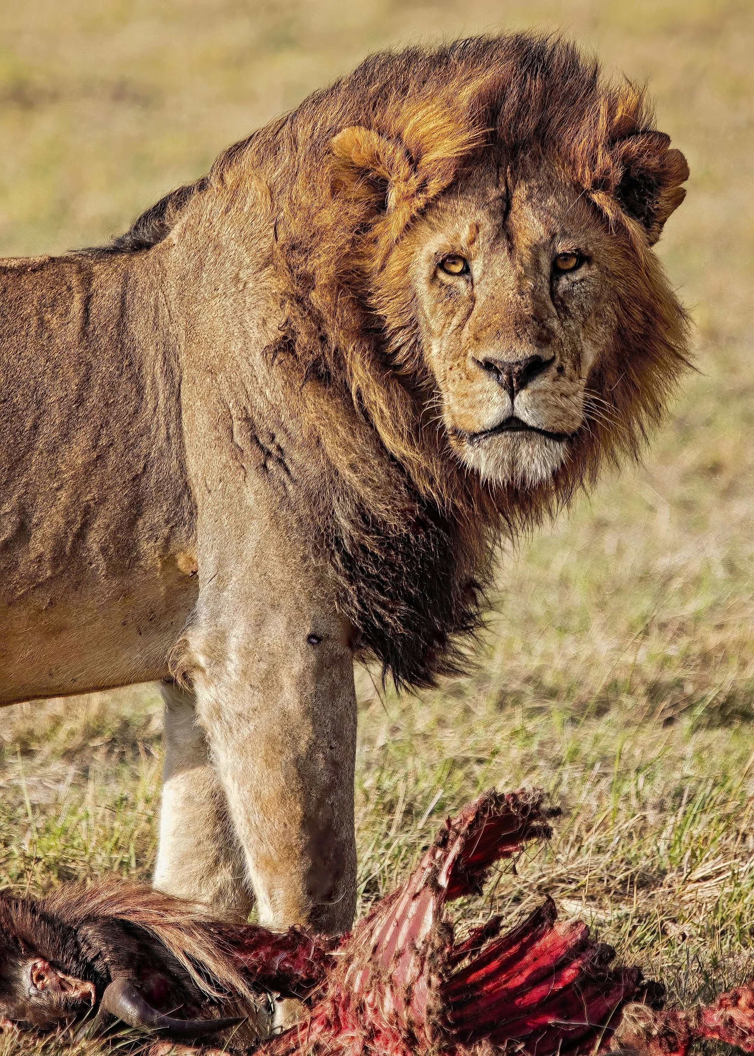 Lion