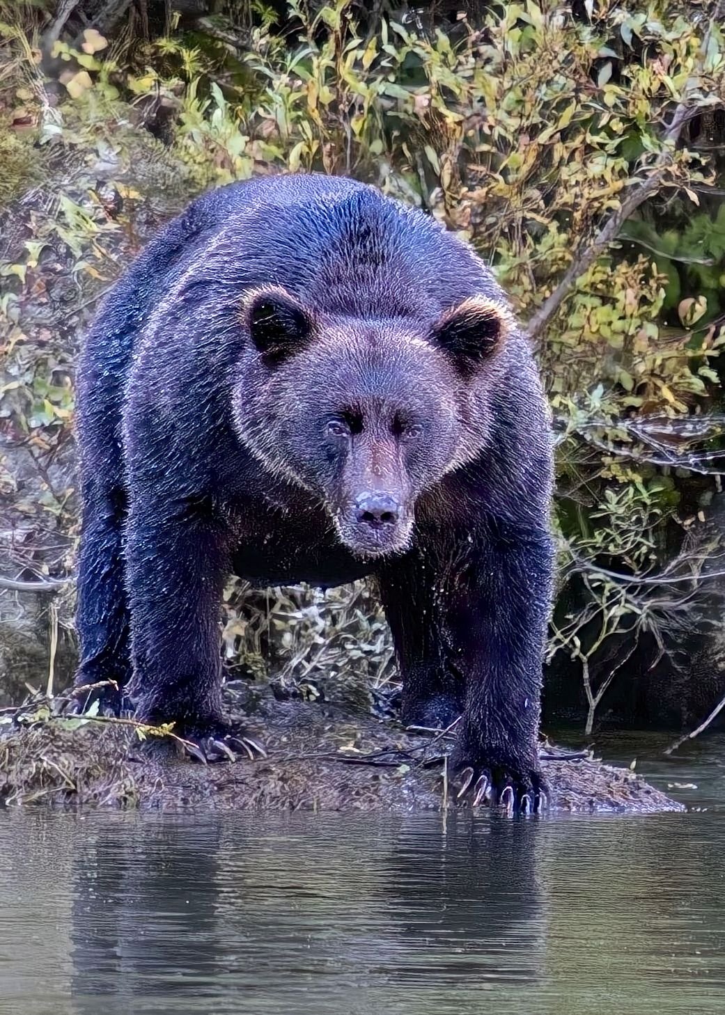 Grizzly Bear