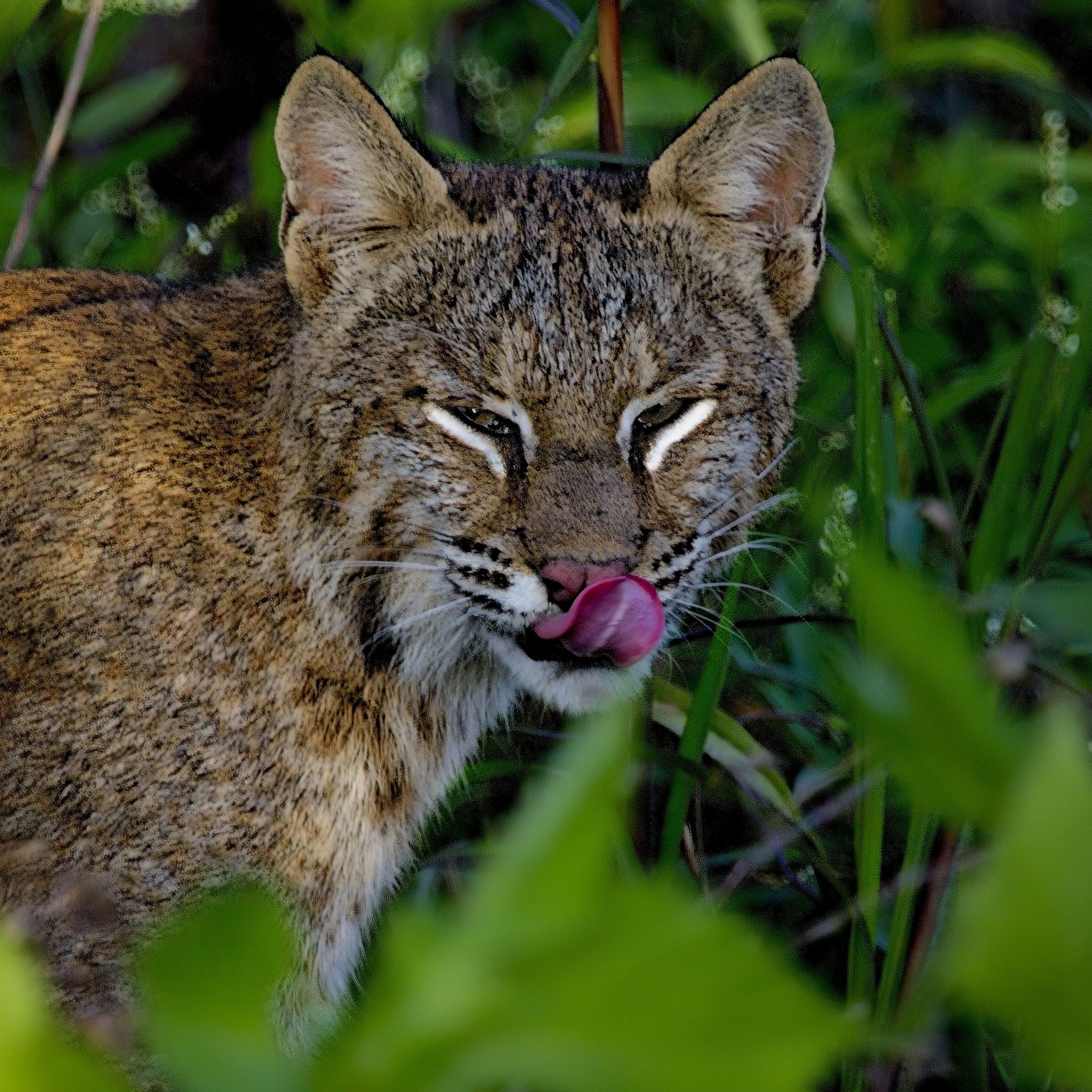Bobcat Queen