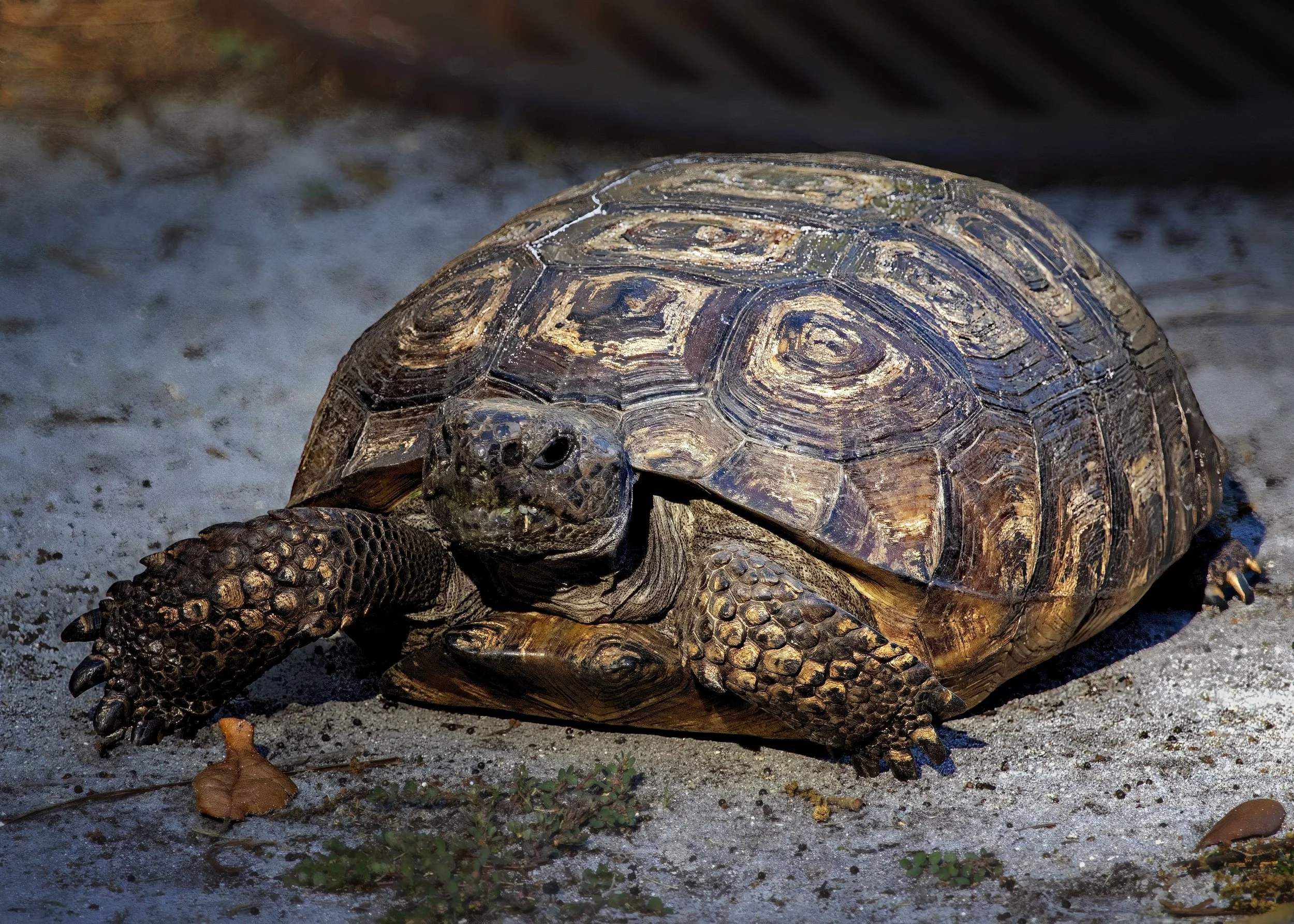Gopher Tortise