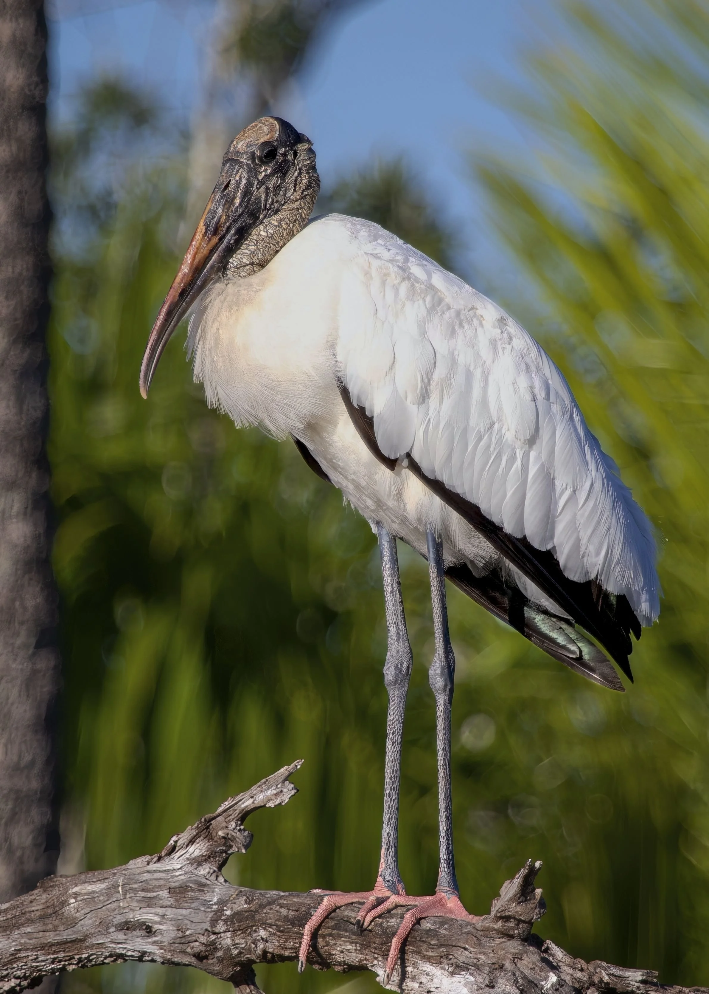 Woodstork
