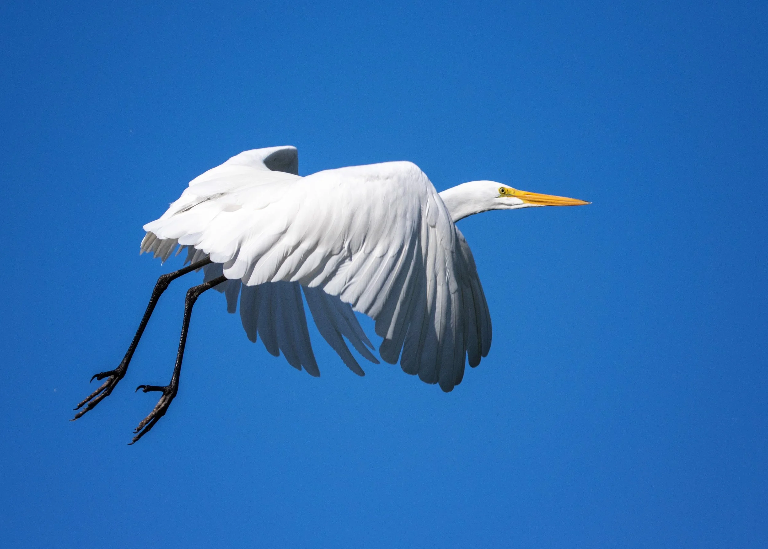 Great Egret
