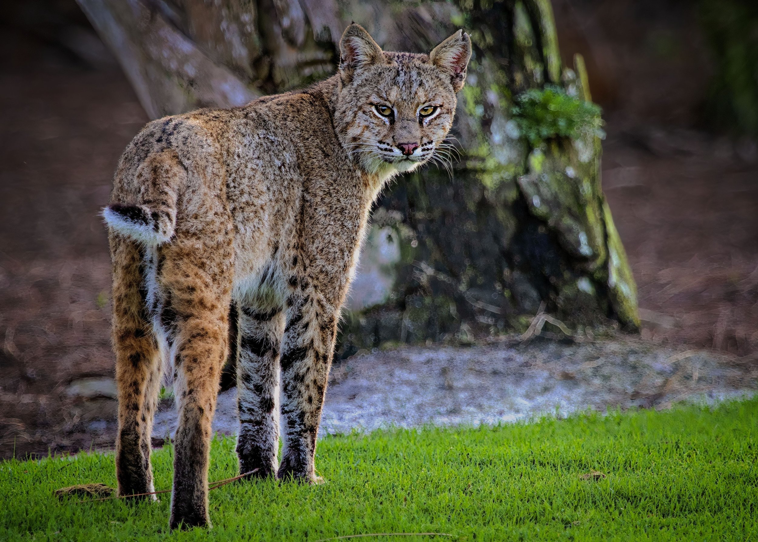Bobcat